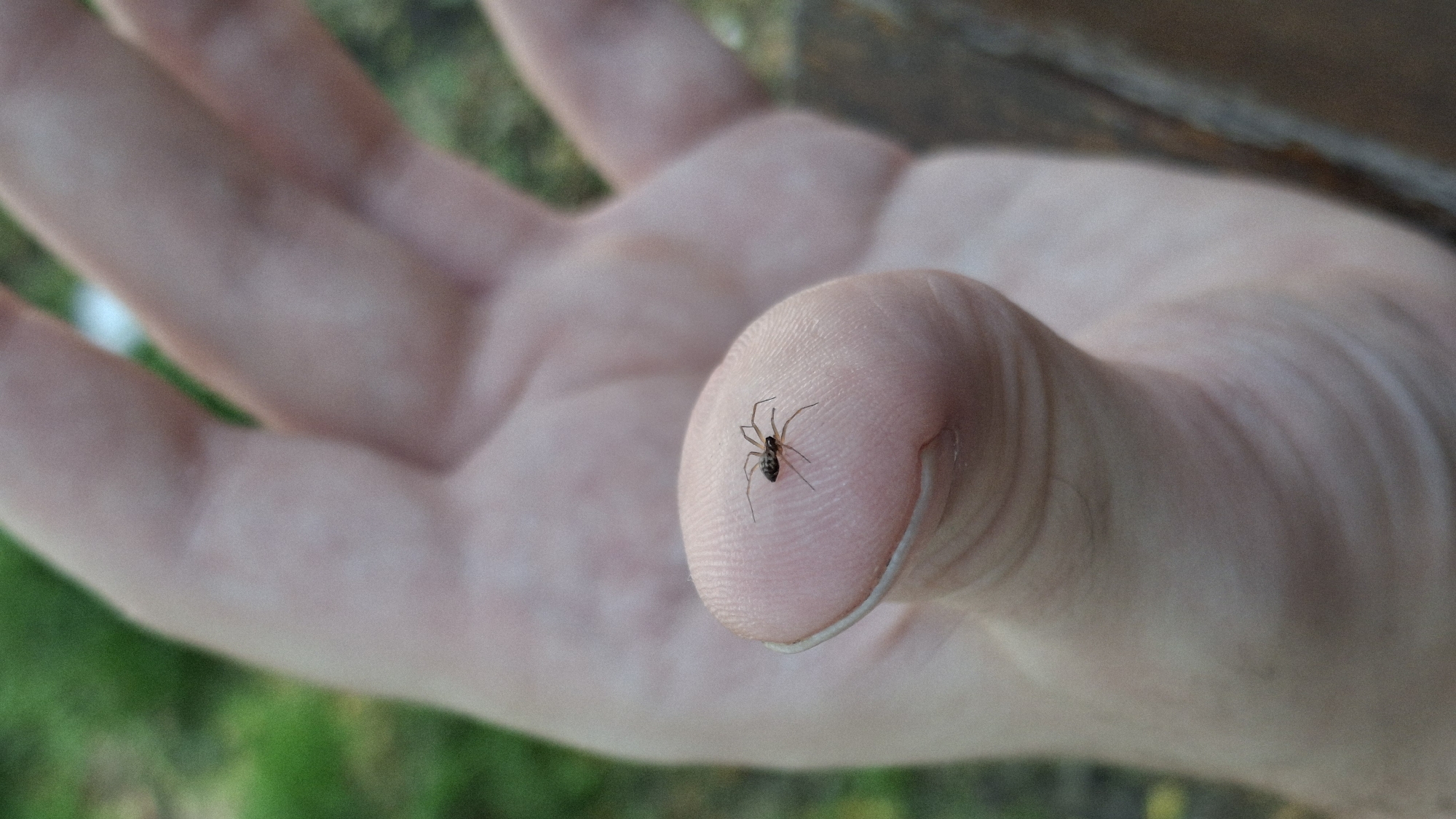 A small spider with dark brown coloration and spindly legs is perched on the tip of a human thumb. The spider is oriented horizontally with its cephalothorax facing left and its abdomen to the right. The thumb is pale pink and slightly wrinkled, indicating it belongs to a human. The background is blurred, showing green foliage and hints of a wooden surface, suggesting an outdoor setting. The image is a close-up shot, focusing entirely on the spider and the thumb.