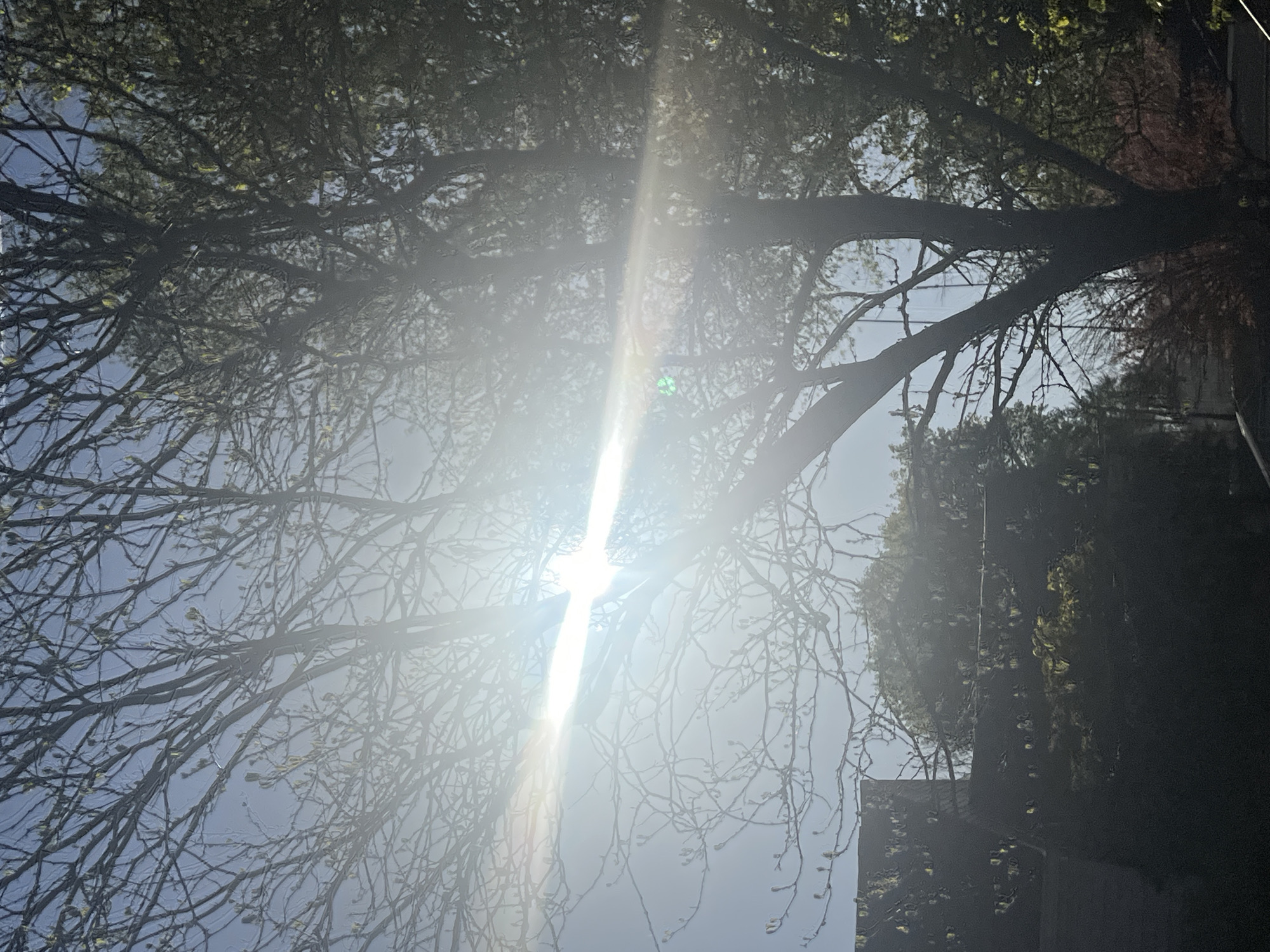 The photograph, taken in the City of Newburgh, United States of America, depicts a view upwards into the branches of a tree against a bright, clear sky. The sun is shining directly through the branches, creating a strong lens flare. The branches appear mostly bare, with just a few budding leaves visible. To the right of the frame, a dark building or structure is partially visible, providing a glimpse of the urban environment. Utility lines can be seen running across the sky amidst the branches.
