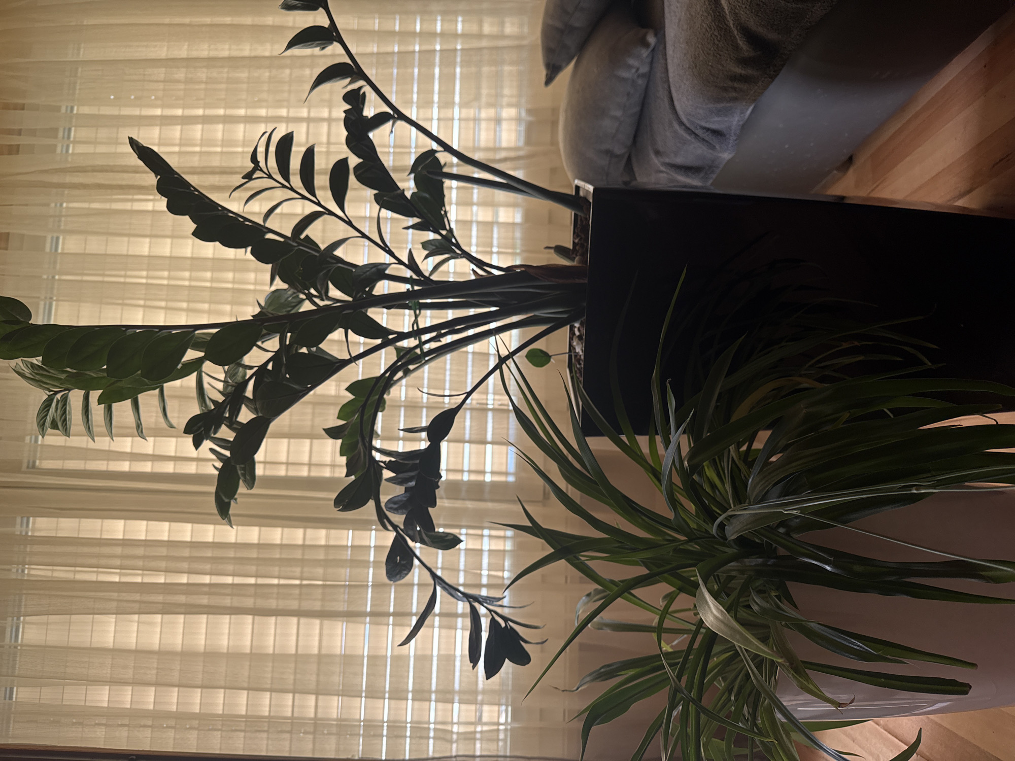 The image, rotated 90 degrees clockwise, captures an indoor scene featuring two potted plants against a window with sheer blinds.
In the foreground, on the left side, is a large ZZ plant (Zamioculcas zamiifolia) with multiple stalks of dark green, glossy, ovate leaves. It is housed in a dark, rectangular planter, partially visible at its base. The plant is silhouetted against the bright background, highlighting its form.
To the right and slightly lower, a smaller Spider Plant (Chlorophytum comosum) with long, slender green leaves, some appearing variegated, spills out of a light-colored, possibly white, pot. Its leaves fan out, creating a contrast in texture with the ZZ plant.
The background is dominated by a window covered with light beige or off-white sheer blinds or curtains, through which diffused sunlight streams, creating a warm glow and casting the plants in partial silhouette. The horizontal slats of the blinds are visible. In the upper right corner, a blurred section of a gray upholstered couch or armchair with cushions is discernible, along with a glimpse of wooden floorboards.
No specific activity is taking place; the scene is a static interior arrangement. The warm, diffused light suggests it is daytime, possibly morning or late afternoon. There are no identifiable location cues within the image itself to confirm the provided context of Oberflachs, Switzerland, nor are there any visible text elements or discernible emotions.