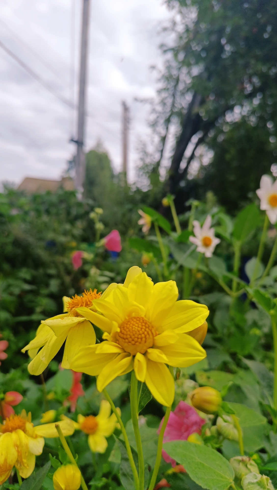 This is a close-up, low-angle outdoor photograph of yellow dahlia flowers in bloom. The foreground is dominated by a large yellow dahlia, with its petals unfurling and revealing a textured orange center. To the left of this main flower, another yellow dahlia is partially visible, its petals also in various stages of bloom. In the background, other flowers of varying colors, including pink and white, are visible but out of focus. Lush green foliage surrounds the flowers. Overhead, a cloudy sky is visible, with a utility pole and wires extending upwards. The setting appears to be a garden or natural area, with hints of buildings and trees in the distance. The photograph was taken in the city of Karsha, Russia.
