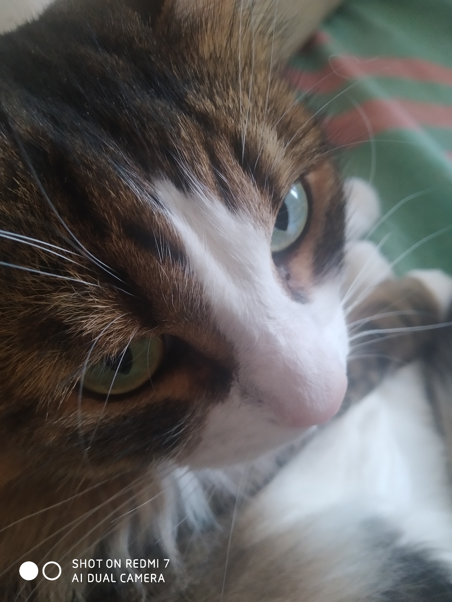 The image is a close-up photograph of a cat's face. The cat has brown and white fur, with a pink nose and green and blue eyes. The background is blurred and appears to be a green and red striped fabric. The image was taken with a Redmi 7 phone with AI dual camera, but the location of Chaikovsky, Russia is not evident in the image.