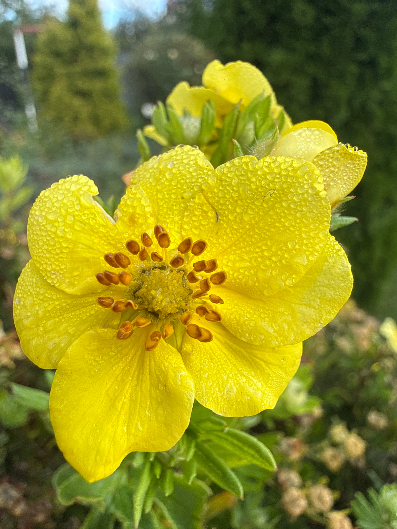 A close-up, eye-level shot captures a vibrant yellow flower with five petals, dusted with tiny water droplets, in what appears to be a garden in Slawharad, Belarus. The flower's center is a cluster of brown stamens. In the background, out-of-focus greenery and trees suggest a natural or landscaped outdoor setting. The lighting is soft and diffused, indicating it might be early morning or overcast.