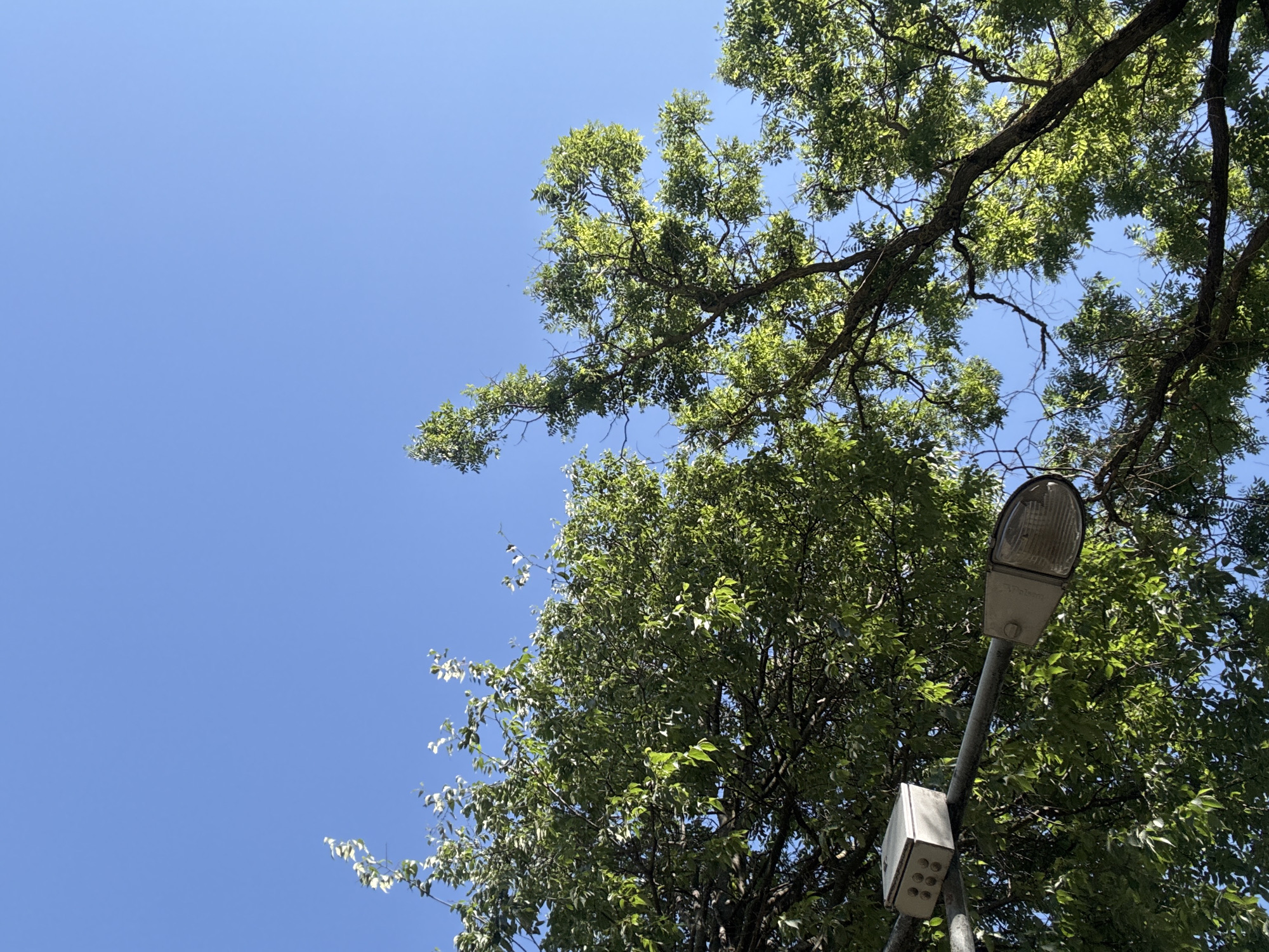 The image depicts an outdoor scene in Chomakovtsi, Bulgaria, captured from a low angle looking upward towards a clear, bright blue sky. The sky occupies the upper portion of the frame and is entirely devoid of clouds. Lush, dense green foliage from multiple trees fills the lower and mid-sections, extending into the upper left and right corners. Sunlight illuminates many of the leaves, creating variations in green saturation and highlighting some of the individual leaves. Dark tree branches are visible interwoven within the canopy.
In the lower-left quadrant, a grey metal pole extends horizontally, partially obscured by the tree foliage. Mounted on this pole is a street light assembly. This includes an older-model, off-white luminaire with a clear, textured plastic or glass cover, positioned towards the right end of the visible pole section. Further to the left along the same pole, a light-colored, rectangular electrical enclosure or junction box is mounted. This box features a visible side with a grid of eight circular indentations or ports. No people are visible, and no actions or interactions are depicted within the static scene.