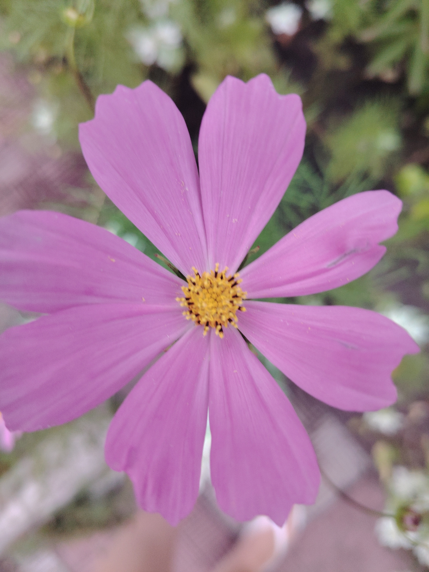 The image displays a close-up, eye-level, vertical shot of a single pink cosmos flower. The flower is positioned centrally and fills most of the frame. Its petals are a soft pink hue, with subtle vein details visible. The center of the flower is a vibrant yellow, with small, dark stamen. The background is softly blurred, showcasing hints of green foliage and possibly other white flowers, suggesting an outdoor garden or natural setting. The overall lighting is soft and diffused, creating a gentle and serene atmosphere. The exact location in the city of Unknown, Ukraine is not discernible from the visual information provided in the image.
