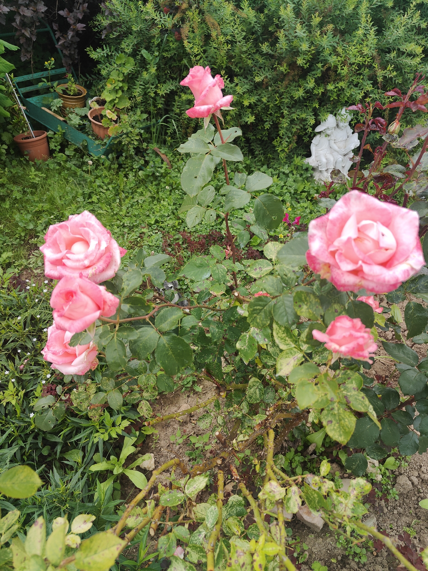 In an outdoor garden scene, a cluster of pink roses blooms prominently. The roses, in various stages of opening, display delicate petals with hints of white and deeper pink hues. Surrounding the roses is lush green foliage, including a thick hedge in the background. To the left, a green wheelbarrow filled with potted plants and a terracotta pot is visible. In the mid-ground, a white garden statue of two children is nestled among the greenery. The ground is covered with soil and scattered small plants and leaves. The scene depicts a tranquil garden setting with a focus on the vibrant roses. The location is Unknown, Unknown.