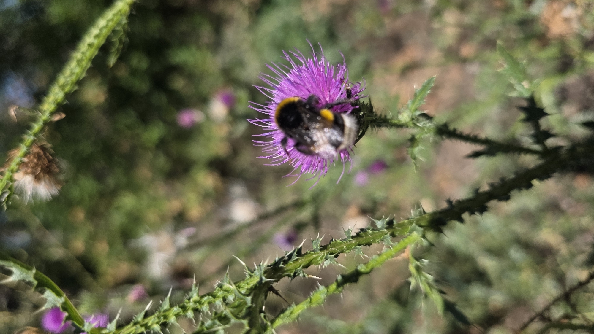 An extreme close-up, slightly angled shot captures a bumblebee perched on a vibrant purple thistle flower. The bee, predominantly black with yellow bands, is positioned in the center right of the frame, its fuzzy body covered in pollen. The thistle flower, with its delicate, spiky purple petals, forms a starburst around the bee. In the foreground, the spiky green stem of another thistle plant, with sharp thorns, runs diagonally from the bottom left corner upwards. The background is a soft blur of green foliage and scattered purple and white floral elements, suggesting a natural, sunlit outdoor environment.