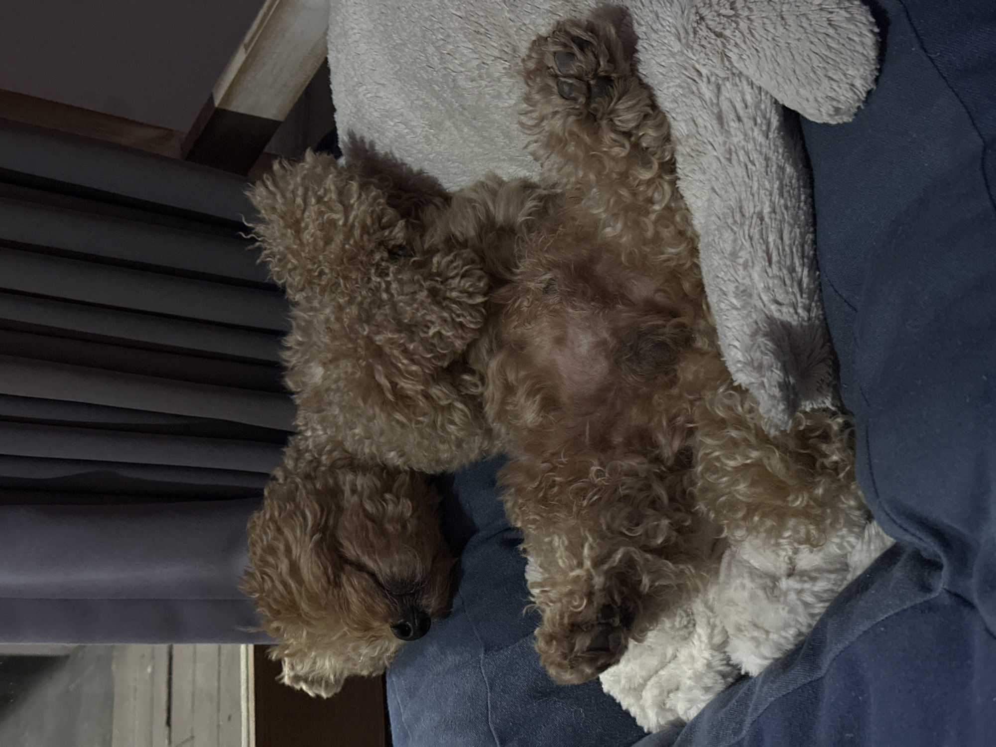 A light brown poodle sleeps on its back on a plush gray blanket, which is placed on top of a dark blue cushion. The dog's paws are spread out, and its eyes are closed. The dog's underside is visible, showing its belly. The background is dimly lit, with a dark gray curtain and a wooden chair visible. The scene appears to be indoors, possibly in a home in North Kuta, Indonesia.