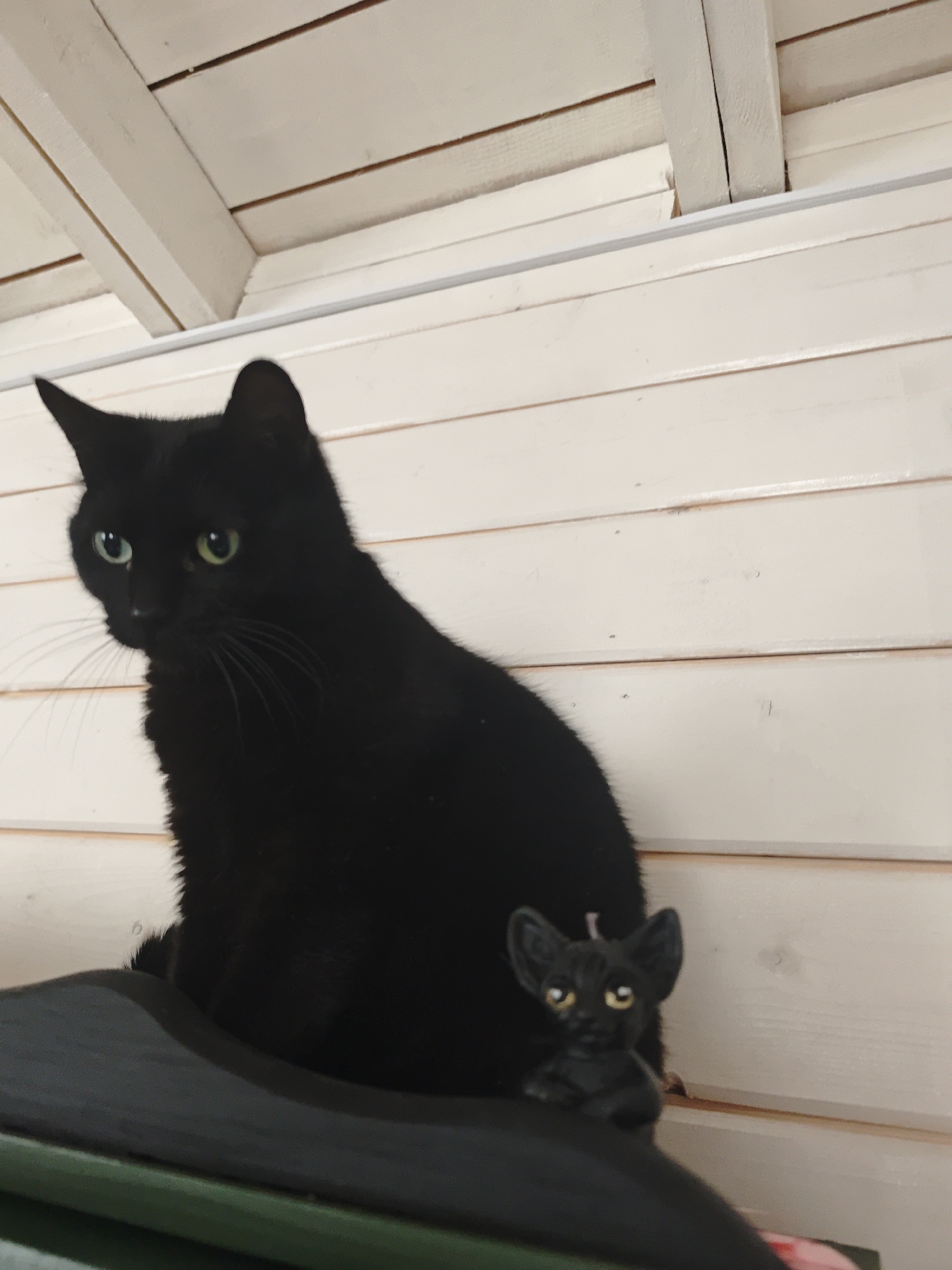 A medium, eye-level indoor shot presents a black cat perched on a surface alongside a black cat figurine. The cat has green eyes and a sleek, short coat. Beside the cat is a small figurine shaped like a cat with pointed ears. The background consists of white wooden planks that suggest an interior wall or ceiling. The location is Свистуха, Russia (кузяевский С/о).