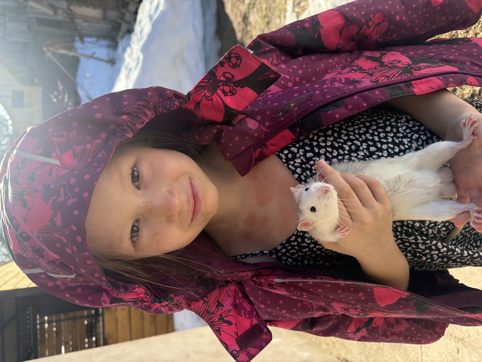 A young female child, approximately 6-10 years old, is depicted outdoors in what appears to be a rural or semi-rural setting in Unknown, Unknown. She stands centrally, looking directly at the camera with a faint smile. She has light brown hair, visible freckles across her nose and cheeks, and brown eyes. She wears an unzipped dark purple and fuchsia patterned hooded jacket over a black garment with small white speckles. Several red marks are visible on her neck and upper chest. She holds a white domesticated rat, characterized by pink ears, nose, and tail, in both hands at her chest level; the rat faces towards the right side of the frame. The background reveals patches of melting snow on the ground, dry earth, and two wooden structures: a light-colored wooden wall on the left and a darker wooden building further back on the right. The scene is brightly illuminated by natural sunlight, suggesting daytime conditions consistent with late winter or early spring.