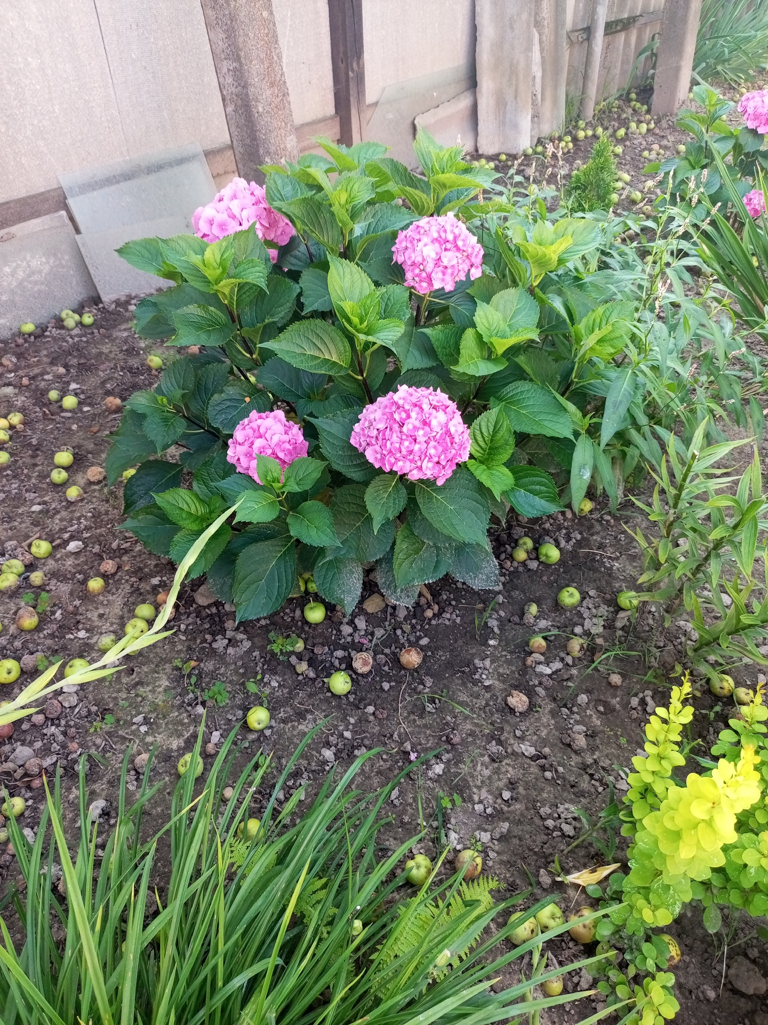 In the city of Halchan, Belarus, an outdoor shot captures a vibrant hydrangea bush with large, pink blossoms. The plant is situated in a garden with a rough, rocky soil base, scattered with fallen green apples. To the left of the hydrangea, the ground is partially covered by what appears to be slate or concrete slabs. In the background, a wooden fence and a concrete structure suggest a residential or agricultural setting. The overall scene is one of natural beauty with elements of human influence.