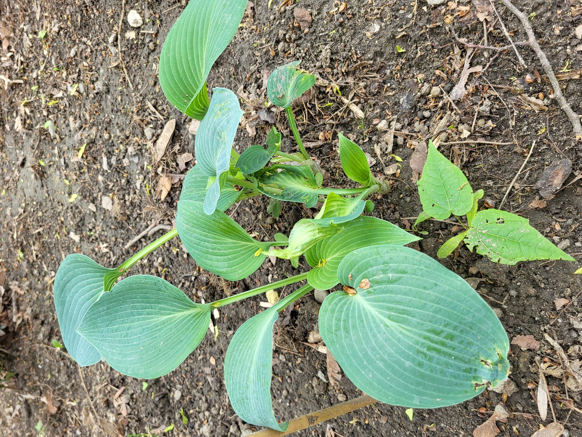 The image shows a patch of hosta plants growing in soil. The leaves are broad and ribbed, with a blue-green color. There are a few damaged leaves and another small plant with a lighter green color next to the hostas. The soil appears dark and contains small rocks, twigs, and dead leaves. There are no people or other objects visible. The location is Unknown, Unknown.