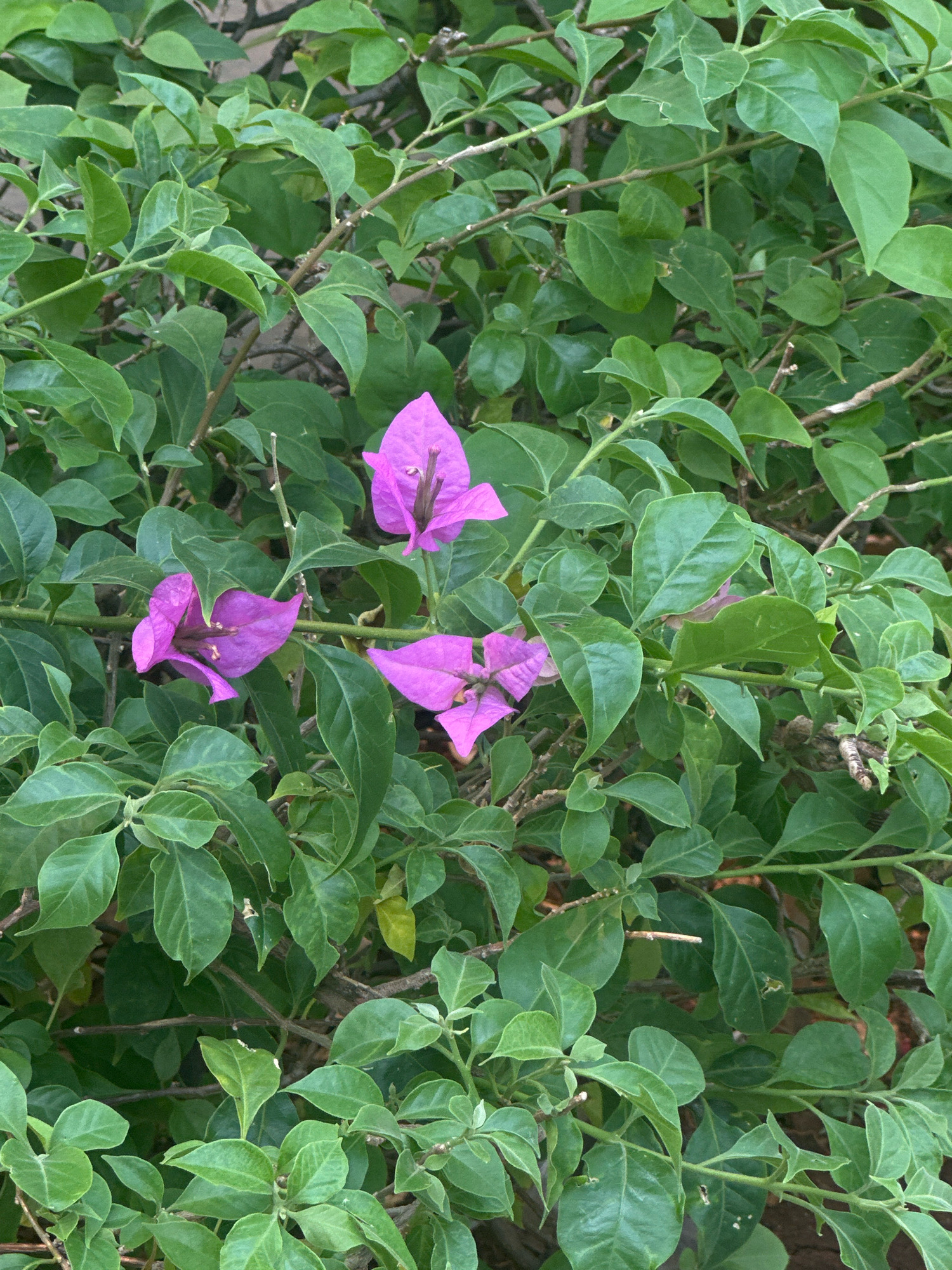 The image captures a close-up view of vibrant pink bougainvillea flowers nestled amongst dense green foliage. The bougainvillea blooms are the focal point, with their distinct, paper-like petals in varying shades of pink. The surrounding leaves are a rich green, forming a lush backdrop that contrasts with the bright flowers. The scene appears to be outdoors, possibly in a garden or park setting. The lighting suggests it is daytime, with soft shadows indicating diffused sunlight. The image is taken from a stationary, eye-level perspective, looking directly into the plant. No people or animals are visible in the frame. The overall impression is one of natural beauty and vibrant color, characteristic of tropical flora.