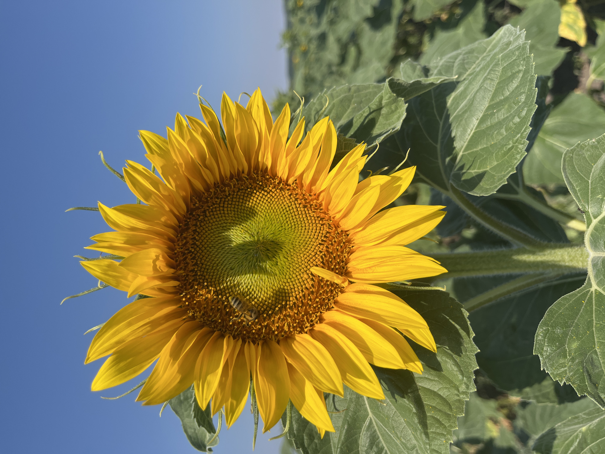 A close-up, eye-level shot captures a vibrant sunflower in full bloom against a clear, bright blue sky. The sunflower's large, yellow petals radiate outward from a central disc of tiny florets, which are a mix of green and brown. A small bee is visible on the central disc of the sunflower, likely collecting nectar or pollen. The sunflower's stem and large, textured green leaves are also in focus, with some leaves showing a slightly rough, hairy texture. The background is a blur of more green sunflower leaves, suggesting the flower is part of a larger field. The lighting indicates it is daytime, with the sun casting a warm glow on the sunflower and creating subtle shadows. The scene conveys a sense of nature's vitality and the warmth of a summer day in a sunflower field, possibly in Holíč, Slovakia, given the location context. There is no visible text in the image.