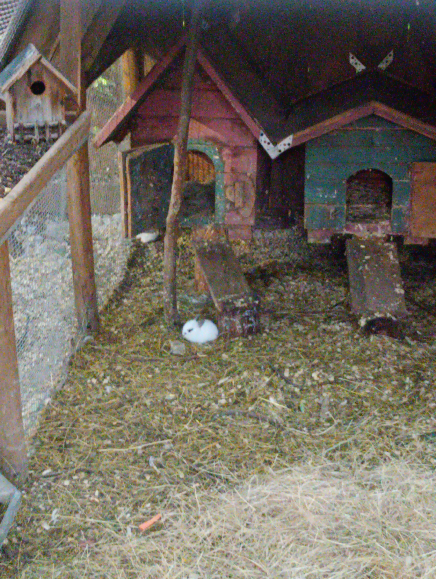 This is a medium-shot, eye-level photograph of an outdoor animal enclosure, likely a hutch or coop, made of wood and wire fencing. The enclosure contains several rustic wooden structures with peaked roofs and arched doorways. One structure, in the foreground to the left, appears to be a small, birdhouse-like dwelling with a circular opening and a perch. Inside the enclosure, there is a white rabbit with black markings on its back, sitting on a bed of straw and dry grass. Another white object, possibly a rabbit or a portion of one, is visible further inside the enclosure near a ramp. The ground is covered in straw, grass, and what looks like wood shavings or dirt. A small, orange object, resembling a piece of carrot, is visible in the straw in the lower part of the image. The overall impression is of a simple, natural habitat for small animals. There is no visible text in the image. The lighting suggests it could be daytime, with some shadows indicating natural light. The environment appears to be outdoors, possibly in a backyard or farm setting, and given the location context, it is Varna, Bulgaria.