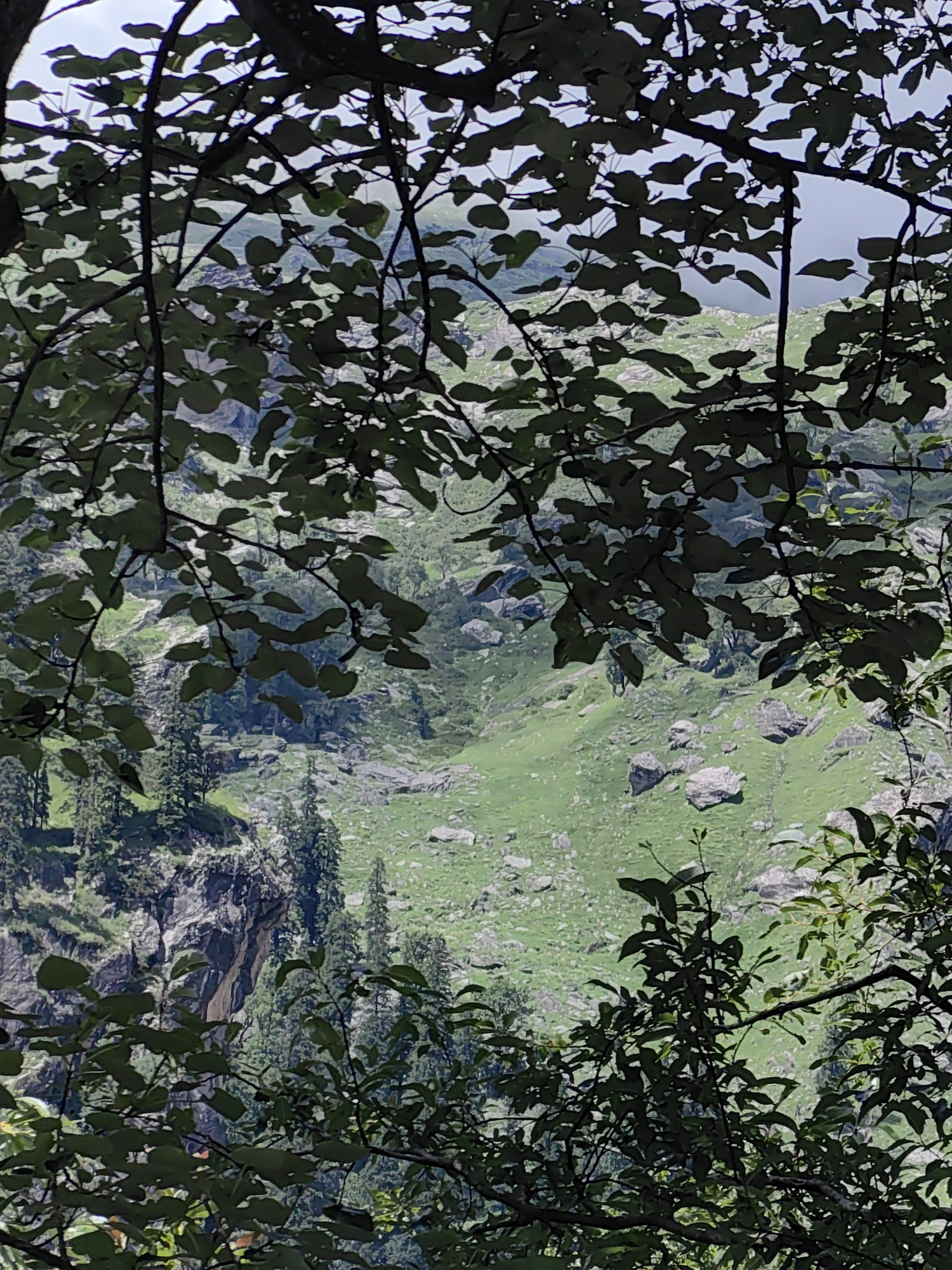 An outdoor, eye-level, medium shot captures a valley landscape seen through the dappled leaves of trees in the foreground. The valley floor is a vibrant green, dotted with large grey boulders. The slopes of the valley rise steeply, covered in a mix of grass and scattered trees. A cliff face, exhibiting striations and patches of vegetation, is visible on the left side of the frame. The sky above is overcast. The overall impression is one of a natural, mountainous environment in a rural setting, possibly within or near the city of Burwa, India, given the context.