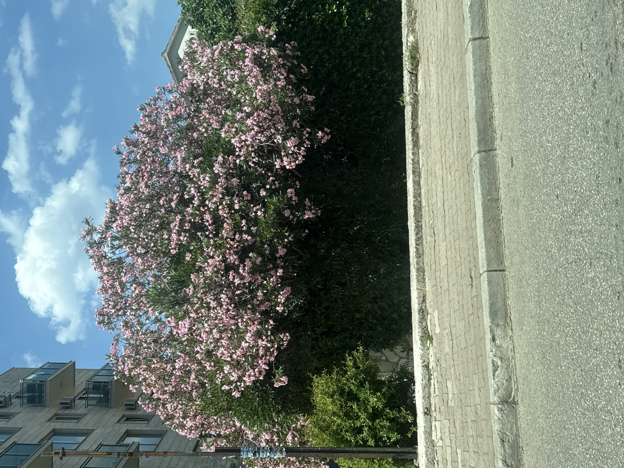 A street view captures a dense, flowering bush with pink blossoms in Budva, Montenegro. To the left, a modern, light-colored apartment building with glass balconies rises against a blue sky dotted with white clouds. In the foreground, a paved sidewalk with a concrete curb separates the street from the vegetation. The street itself is asphalt. The scene is static and depicts an urban outdoor environment.
