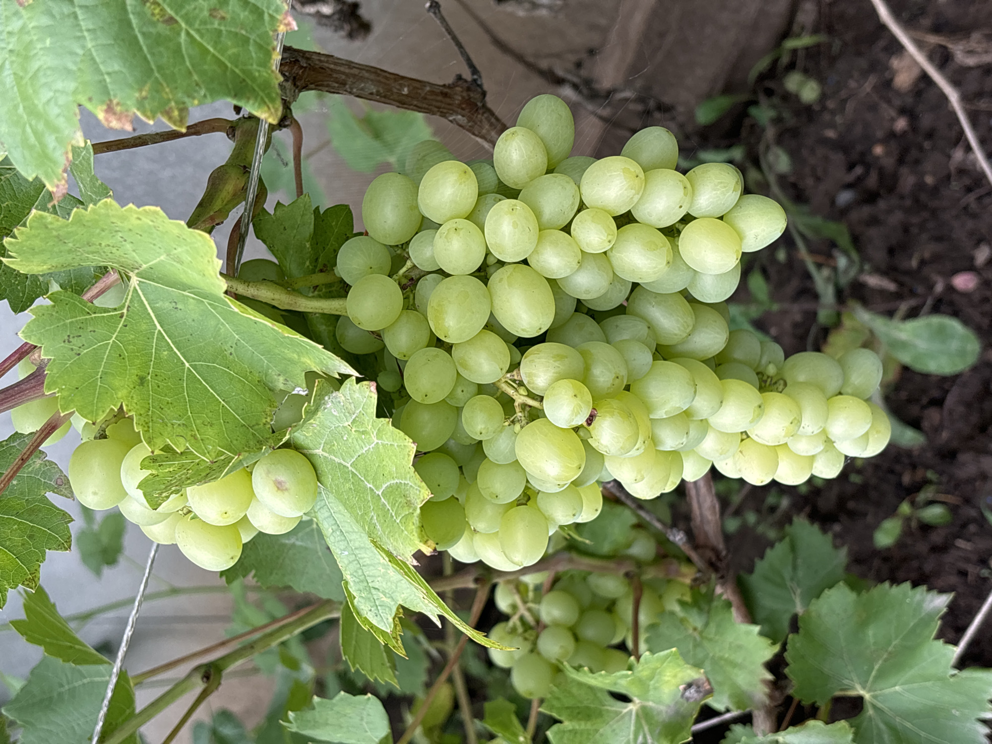 The image shows a cluster of green grapes hanging from a vine. The grapes are round and plump, and they are clustered tightly together. The vine is supported by a wire, and there are green leaves on the vine. The background is out of focus, but it appears to be a garden or yard. The lighting is natural, and the image is taken from a medium distance. The location is the city of Noviy, Russia.