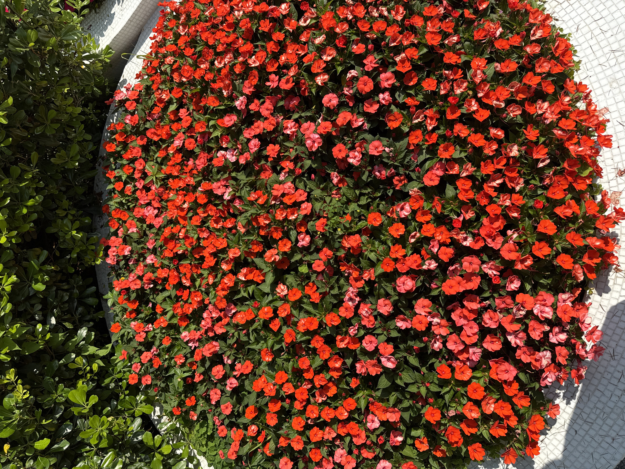 A large, circular flower bed is filled with a dense carpet of vibrant red impatiens flowers. The flowers are in full bloom, with a mix of deep red and lighter pinkish-red hues. Lush green foliage peeks through the blossoms, providing a rich contrast. The flower bed is bordered by a white tiled surface that forms a gentle curve, hinting at an urban landscape. In the upper left corner, a dense, dark green hedge provides a backdrop. The lighting suggests a sunny day, casting soft shadows from the foliage onto the tiled border. The scene appears to be located in a public area within the city of Sochi, Russia, possibly a park or a well-maintained garden space. There are no people visible in the image.