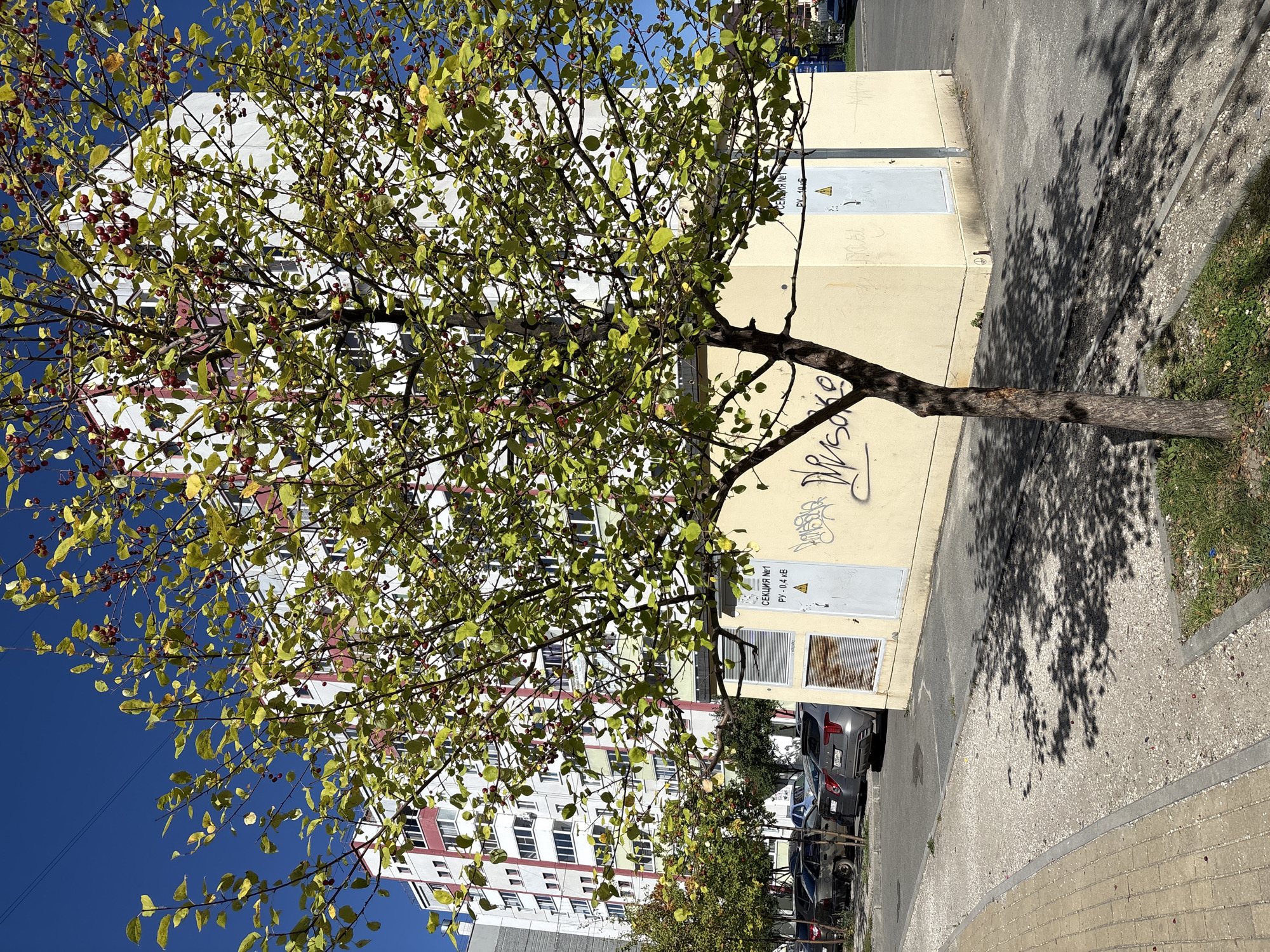A thin-trunked deciduous tree with yellowing leaves and small red berries stands in the foreground, casting a dappled shadow on the ground. Behind the tree, a light yellow utility building is visible with two grey doors. Graffiti is spray-painted on the side of the building. To the left of the utility building, a multi-story apartment building with white and red accents dominates the background. Several cars are parked in a lot in front of the apartment building. The ground in the foreground is a mix of pavement, gravel, and grass. The sky is clear and blue. The scene appears to be an urban environment in Zapadny, Russia.