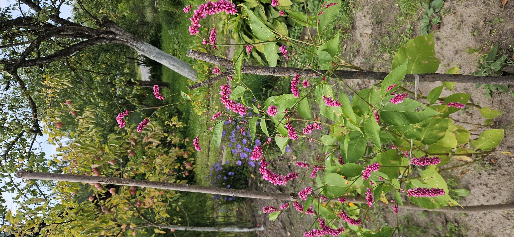 An outdoor, medium shot captures a patch of vibrant pink flowers with green leaves in the foreground, which is anchored by two wooden stakes. Behind the flowers, a blurred background reveals lush greenery, including the trunks of trees, some with white paint on their lower halves, and what appear to be apples on a tree to the left. In the mid-ground, a patch of purple flowers adds another splash of color. The ground is a mix of dirt and grass. The scene is consistent with a garden in a rural or suburban setting, possibly a backyard in Мазалаўскі сельскі Савет, Belarus, given the context. No people or animals are visible. The lighting suggests an overcast day.