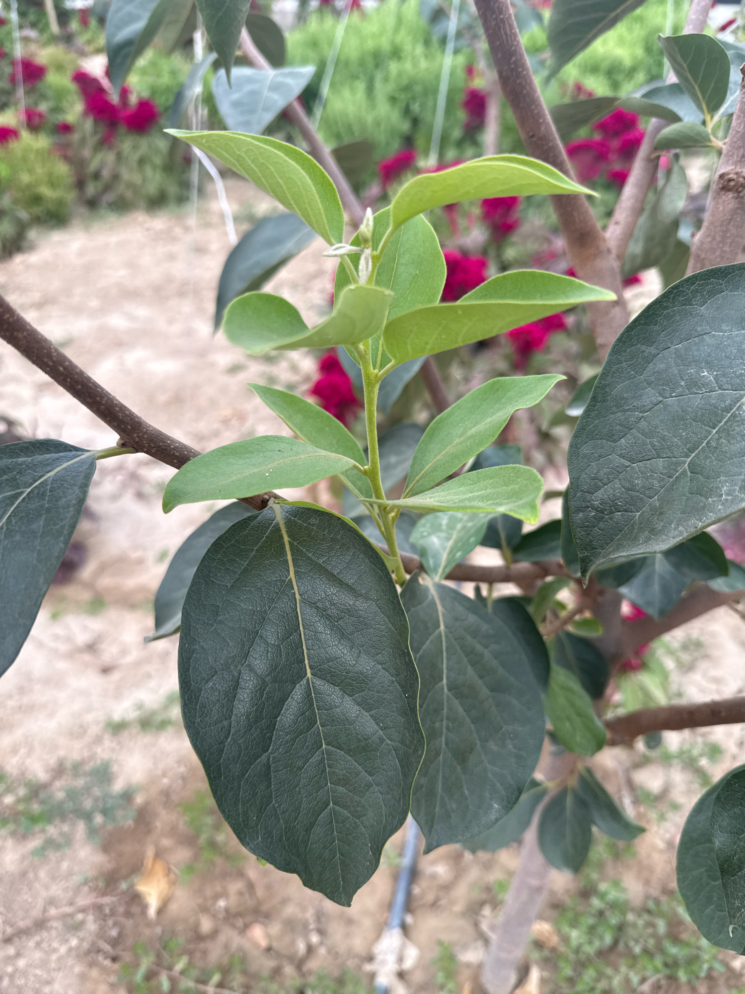 In Karavantepa, Uzbekistan, a close-up shot focuses on the branches and leaves of a tree. The leaves are a mix of deep green and lighter, newer growth. In the background, out-of-focus pink flowers are visible amidst greenery and sandy ground. The overall impression is a botanical scene in a garden or nursery setting.
