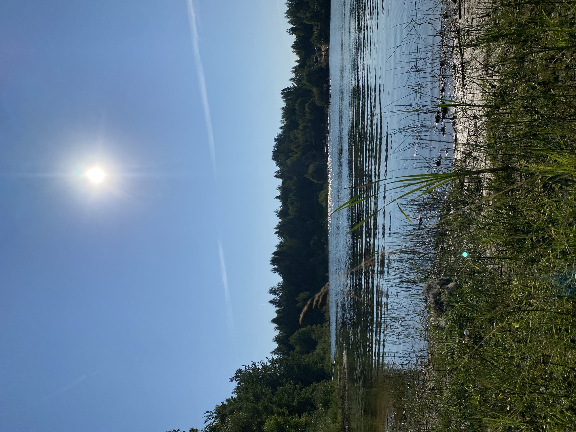 The image depicts a scenic view of a lake on a sunny day, with a clear blue sky and the sun prominently visible. The foreground features tall green grass and reeds growing on the sandy shore of the lake. The lake itself is calm with gentle ripples on its surface, reflecting the bright sunlight. A dense line of dark green trees forms the backdrop of the scene, with some lighter green foliage visible closer to the water's edge. In the distance, across the lake, faint outlines of what appear to be small structures or tents, and potentially several people, are visible along the tree line, suggesting a recreational area. The overall environment appears to be natural and serene. The location is the city of Krasnaya Gorka, Russia.