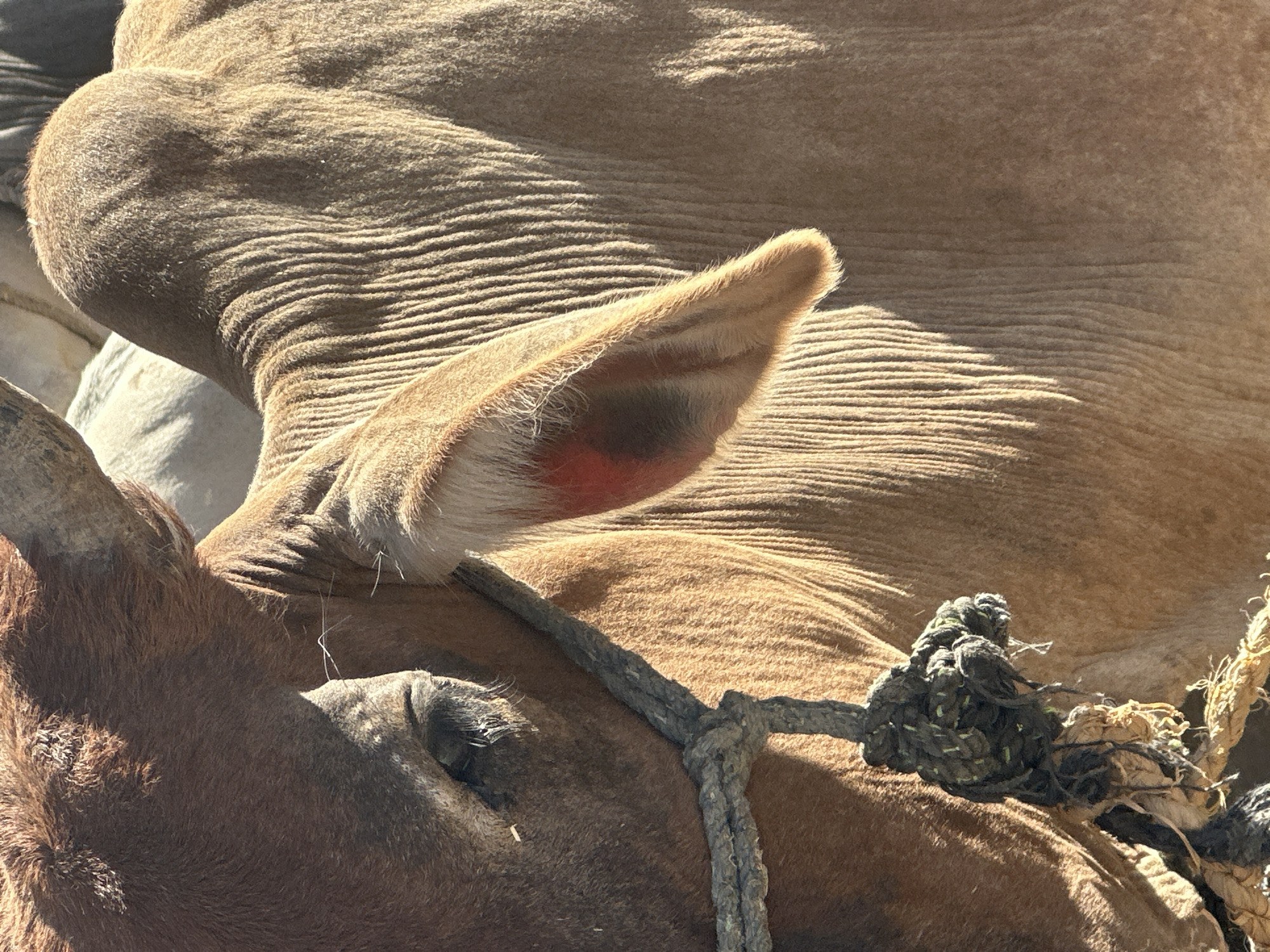 The image shows two brown cows in Quetta City Tehsil, Pakistan. One cow is partially visible in the lower left corner, with a horn and an eye. It is wearing a rough rope halter. The other cow is lying down, and its ear and neck are visible. The texture of the skin on its neck appears wrinkled. The lighting is bright.