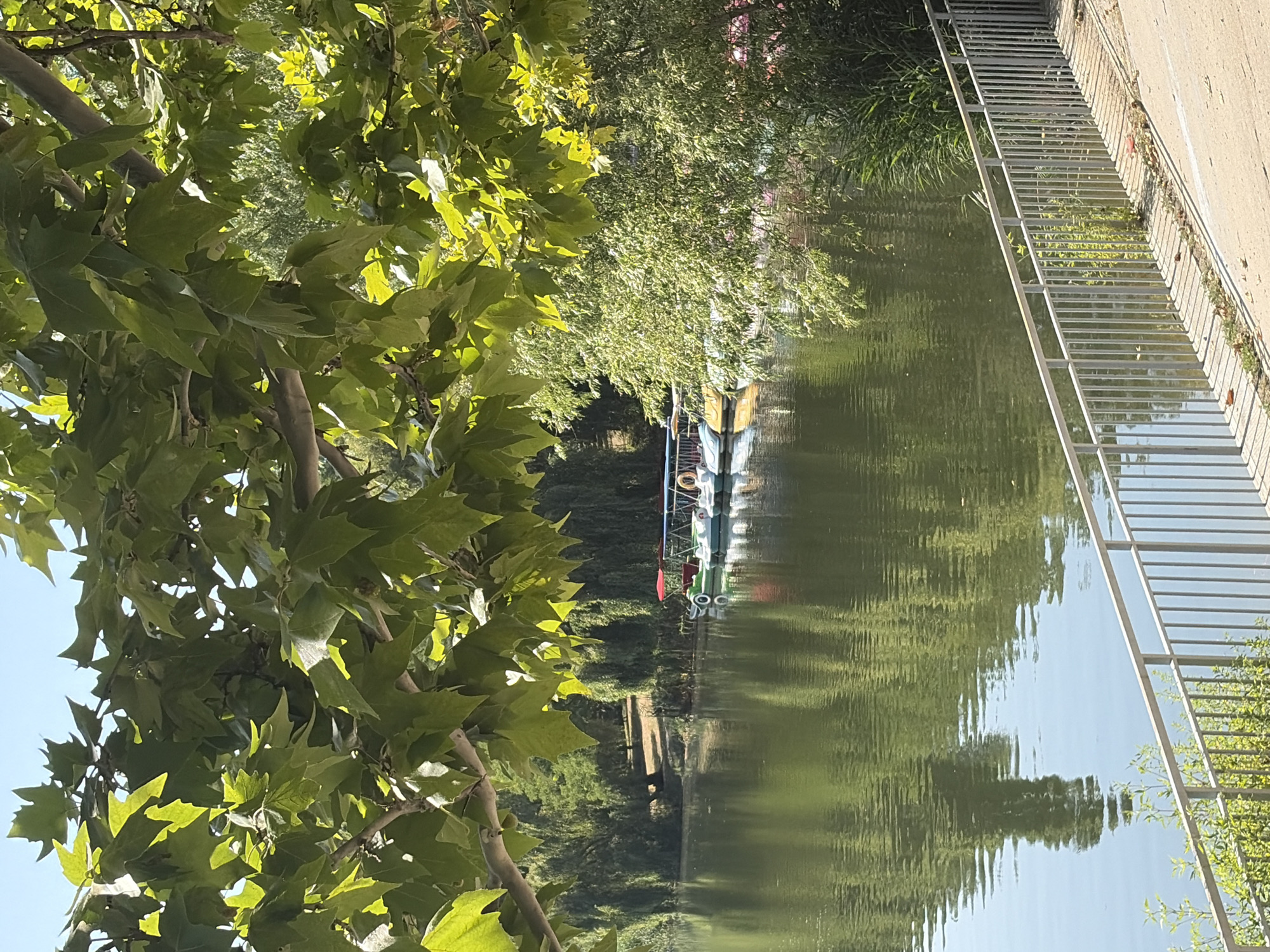 A still shot captures a serene scene at a park in Chișinău, Moldova, on a bright, sunny day. In the foreground, a metal railing runs along a concrete pathway, partially shaded by the lush green leaves of a large tree. The path itself shows scattered leaves and some dry vegetation. Beyond the railing, a calm body of water reflects the surrounding greenery and the clear blue sky. Several pedal boats, some with canopies, are docked along the water's edge, with a few people visible in one of the boats. The far bank of the lake is densely wooded with trees, some appearing to be weeping willows, creating a thick green backdrop. The overall atmosphere is one of peaceful recreation and natural beauty.