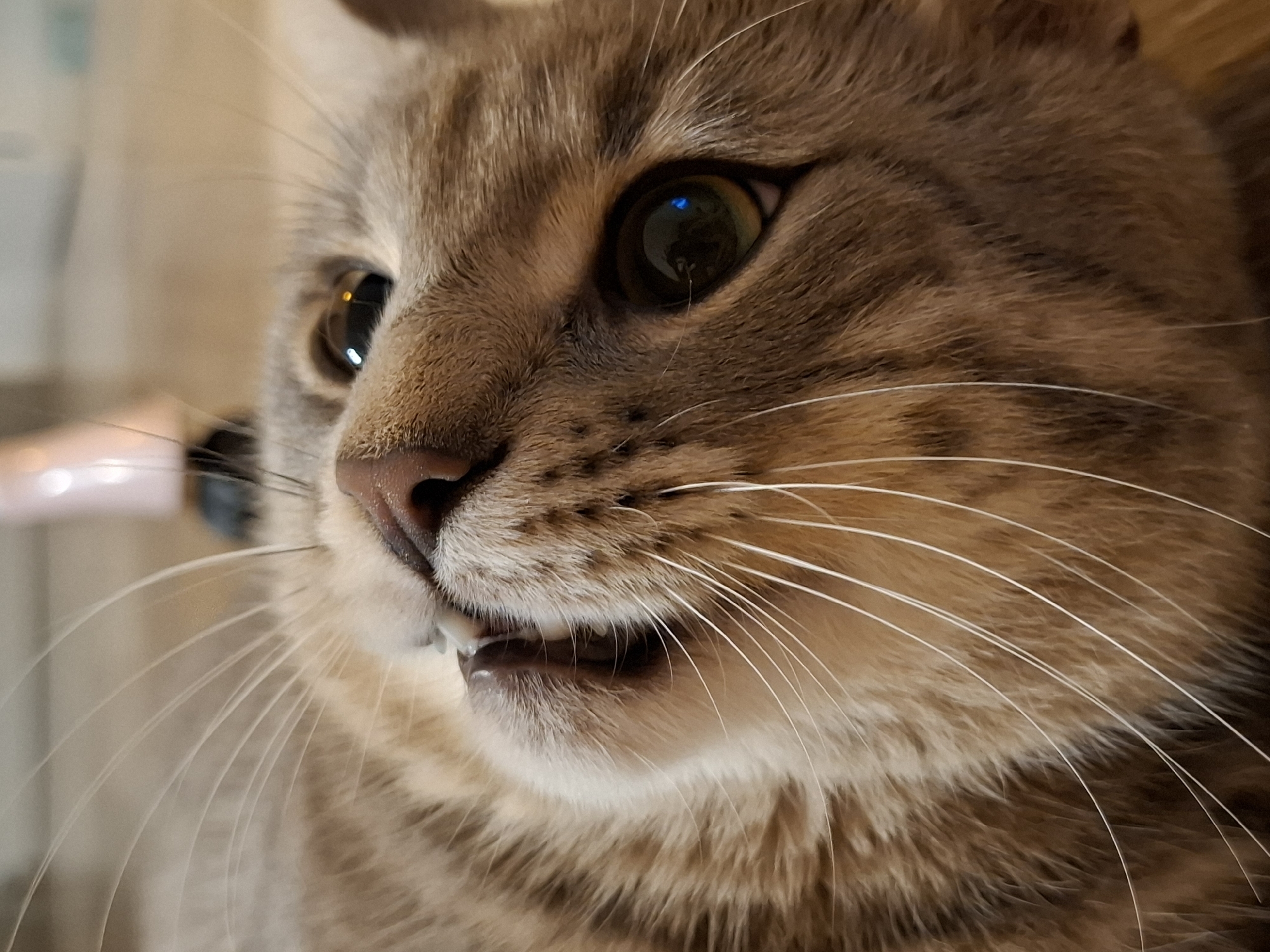 A close-up, low-angle shot focuses on the face of a light brown tabby cat. The cat is lying down, and its head is tilted upwards, revealing its mouth with its teeth slightly showing. The cat's whiskers are prominent, fanning out from its muzzle. The background is blurred and appears to be an indoor setting, possibly a floor. No specific location in Zemun Urban Municipality, Serbia, can be determined from the image.