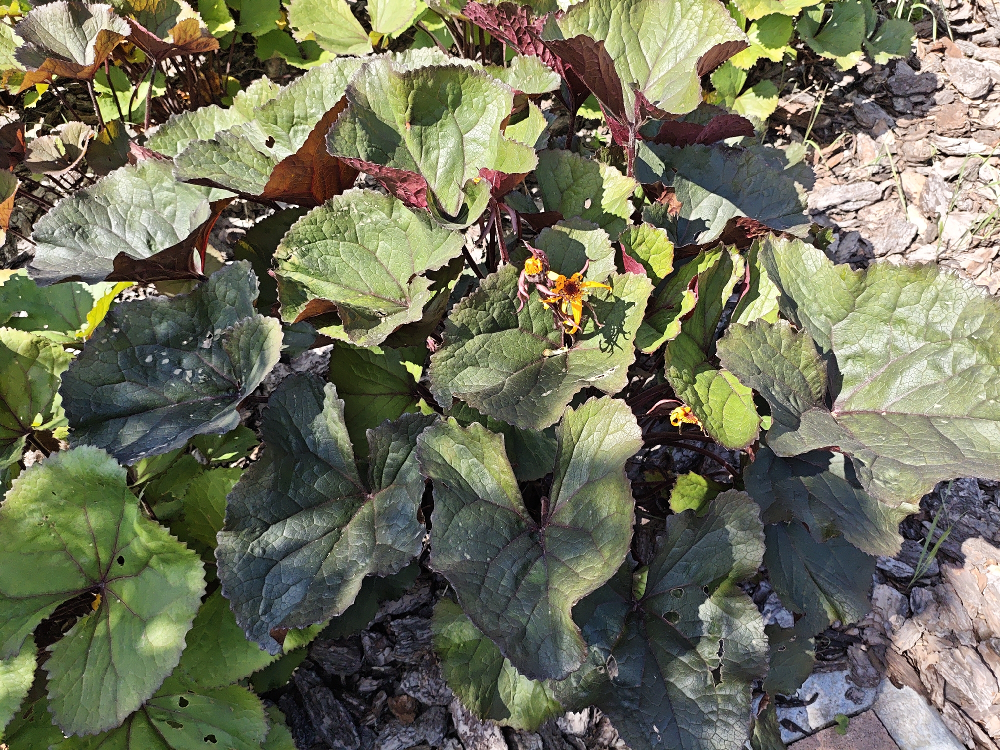 The image shows a close-up of a plant with large, dark green leaves and a few small yellow and orange flowers. The leaves are ruffled and have prominent veins. The plant is growing in an area with bark mulch and some small rocks. The scene is lit by sunlight, casting shadows on the leaves. The location is identified as being in the city of Perm, Russia.