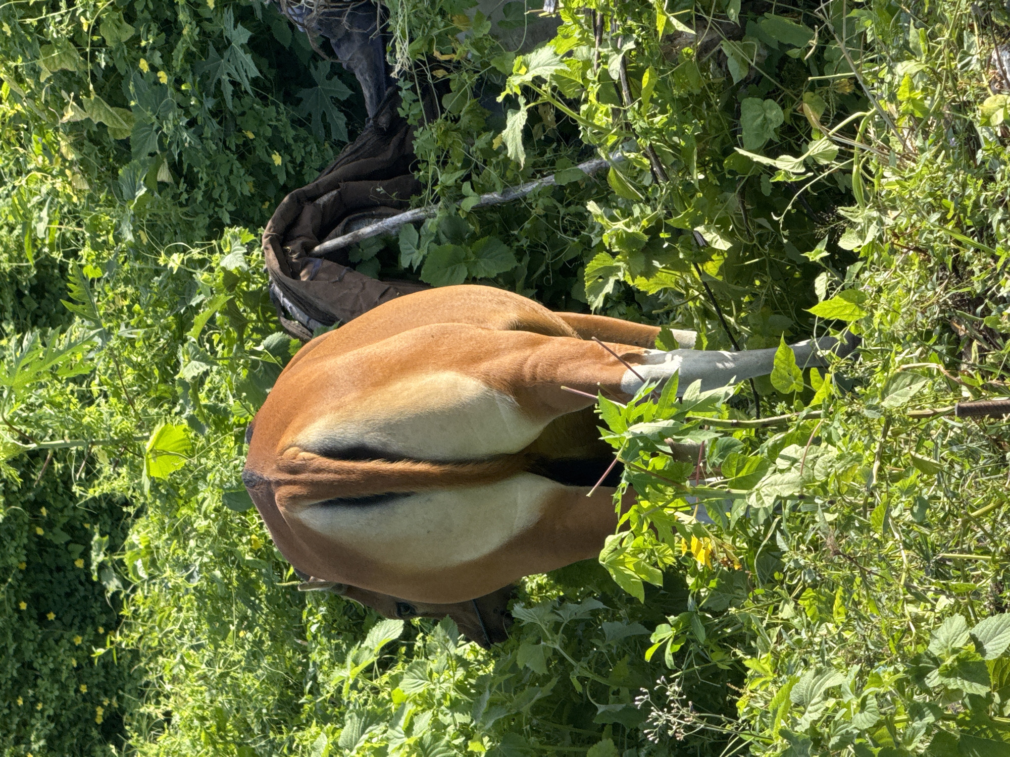 A tan-colored quadruped, possibly a deer or antelope, rests partially obscured in dense green foliage. A dark brown sack or bundle lies next to the animal. The exact location and features of Kuta, Indonesia are not discernible in the image. The animal is not interacting with anything.