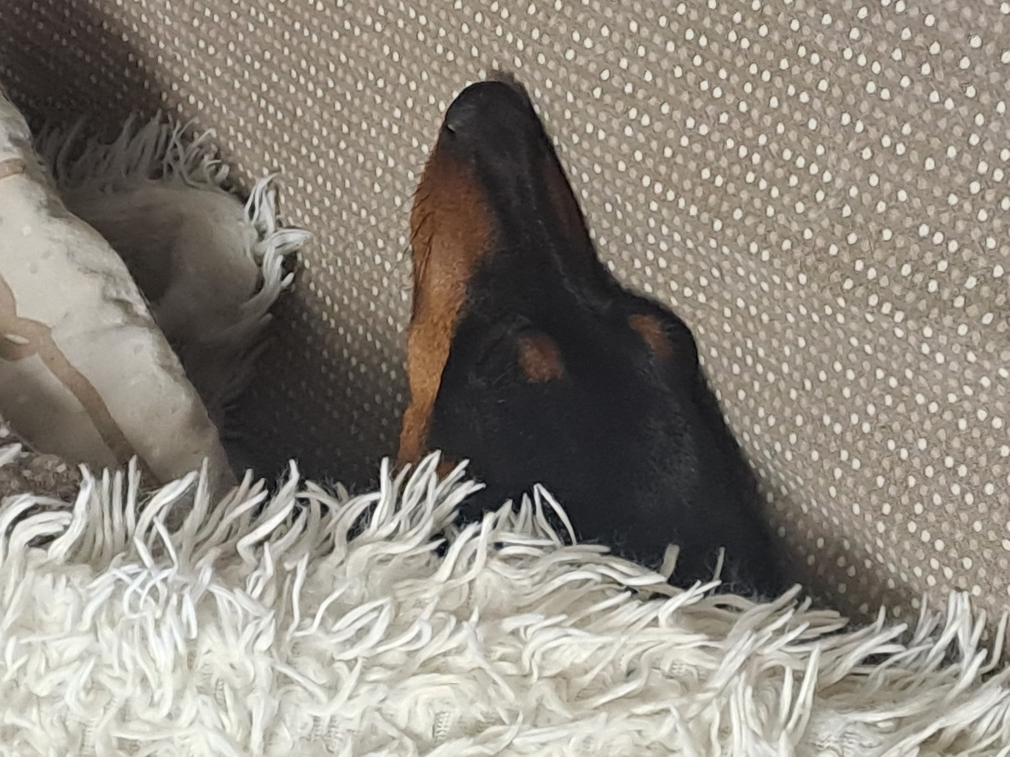 The image displays a close-up view of a dog's head, likely a black and tan dachshund or a similar short-haired breed, resting comfortably in an indoor setting. The dog's head is visible from the side, partially obscured by bedding. Its fur is predominantly black, with characteristic tan or brown markings on its cheek and above its eyes. The snout points upwards and slightly to the left, with the tip of its nose visible.
The dog is nestled among soft furnishings, suggesting a cozy environment. In the foreground and to the left, a plush, shaggy white blanket or pillow with long, soft fibers provides a textural contrast. Behind the dog's head and extending to the right is a patterned fabric, possibly another pillow or bedding, which is beige or light brown with a repeating pattern of small white polka dots.
The scene conveys a sense of peace and comfort, implying the dog is sleeping or relaxing. The lighting is soft and does not indicate a specific time of day. No visible text is present in the image.