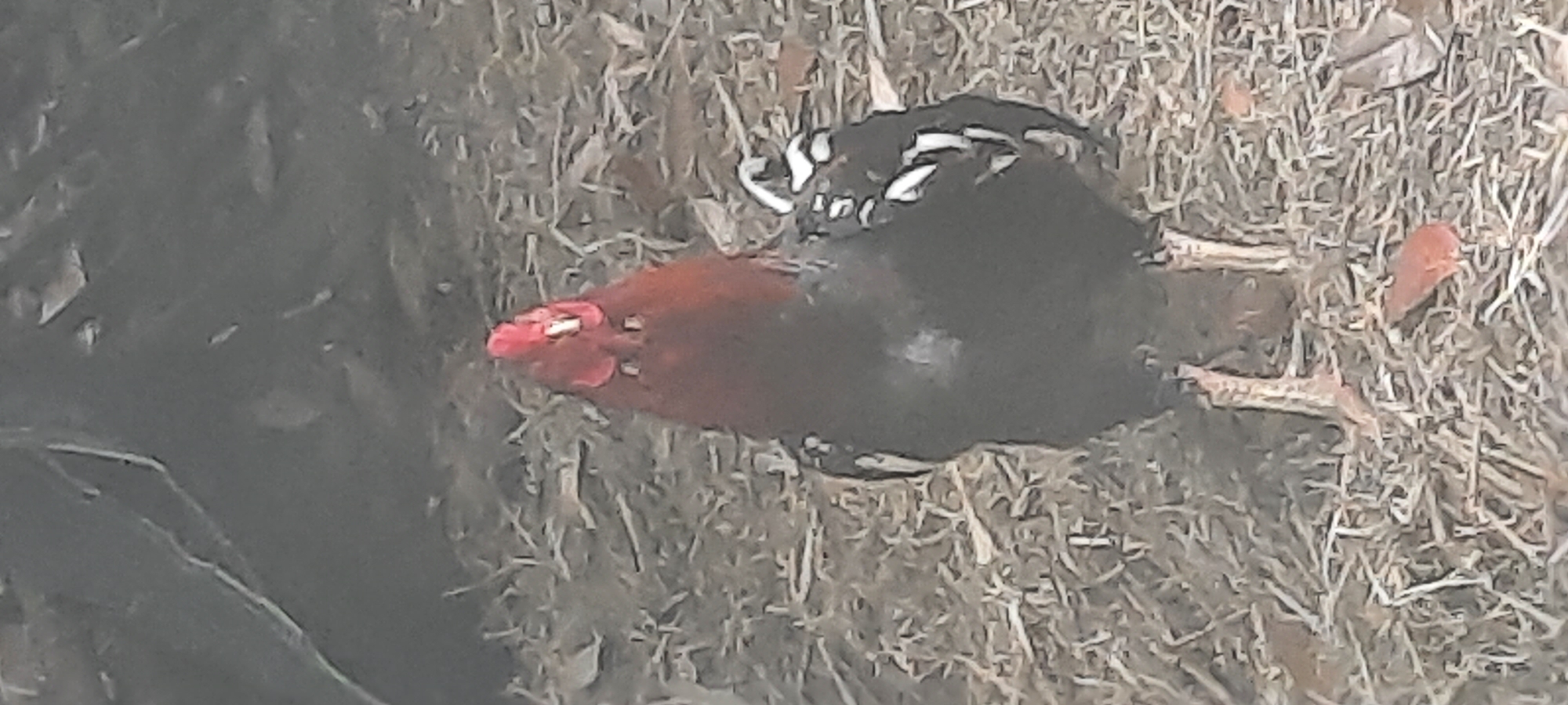 A rooster stands on a bed of straw and dried leaves. The rooster is predominantly black with a reddish-brown neck and head. Its comb is bright red. The background is dark and out of focus, suggesting an outdoor environment. The image was taken in Ploso, Indonesia.