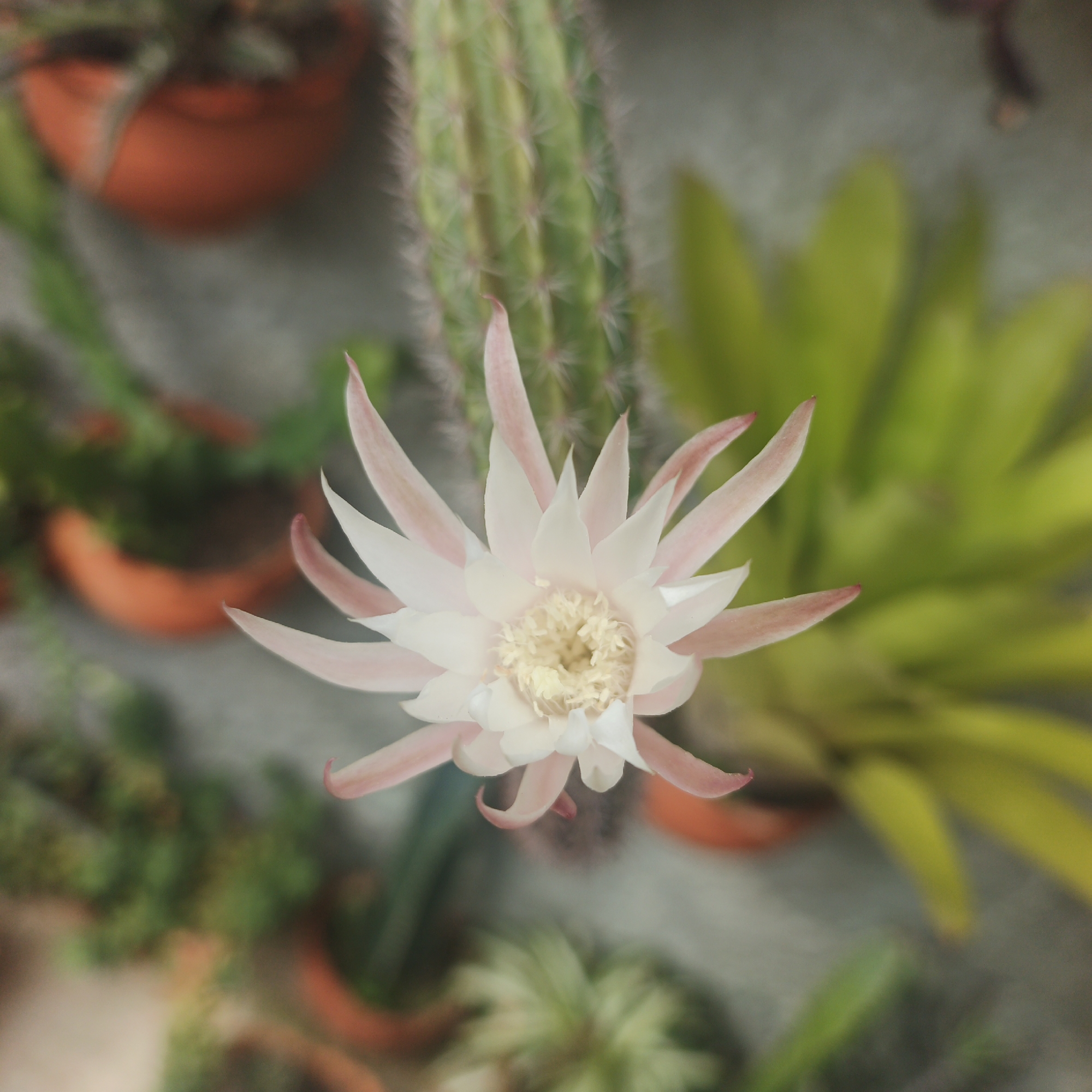 The image depicts a cactus flower in bloom, viewed from directly above. The flower is pale pink with pointed petals radiating outward from a bright yellow center. Behind the flower is a blurred background consisting of other cacti and potted plants. The overall setting suggests a garden or plant collection, possibly in Tinaquillo, Venezuela, given the prompt's mention of the city, though there is no explicit visual confirmation of the location. The focus is entirely on the flower, highlighting its delicate features and contrasting it with the blurred, spiky textures of the surrounding plants. No people are visible in the frame.