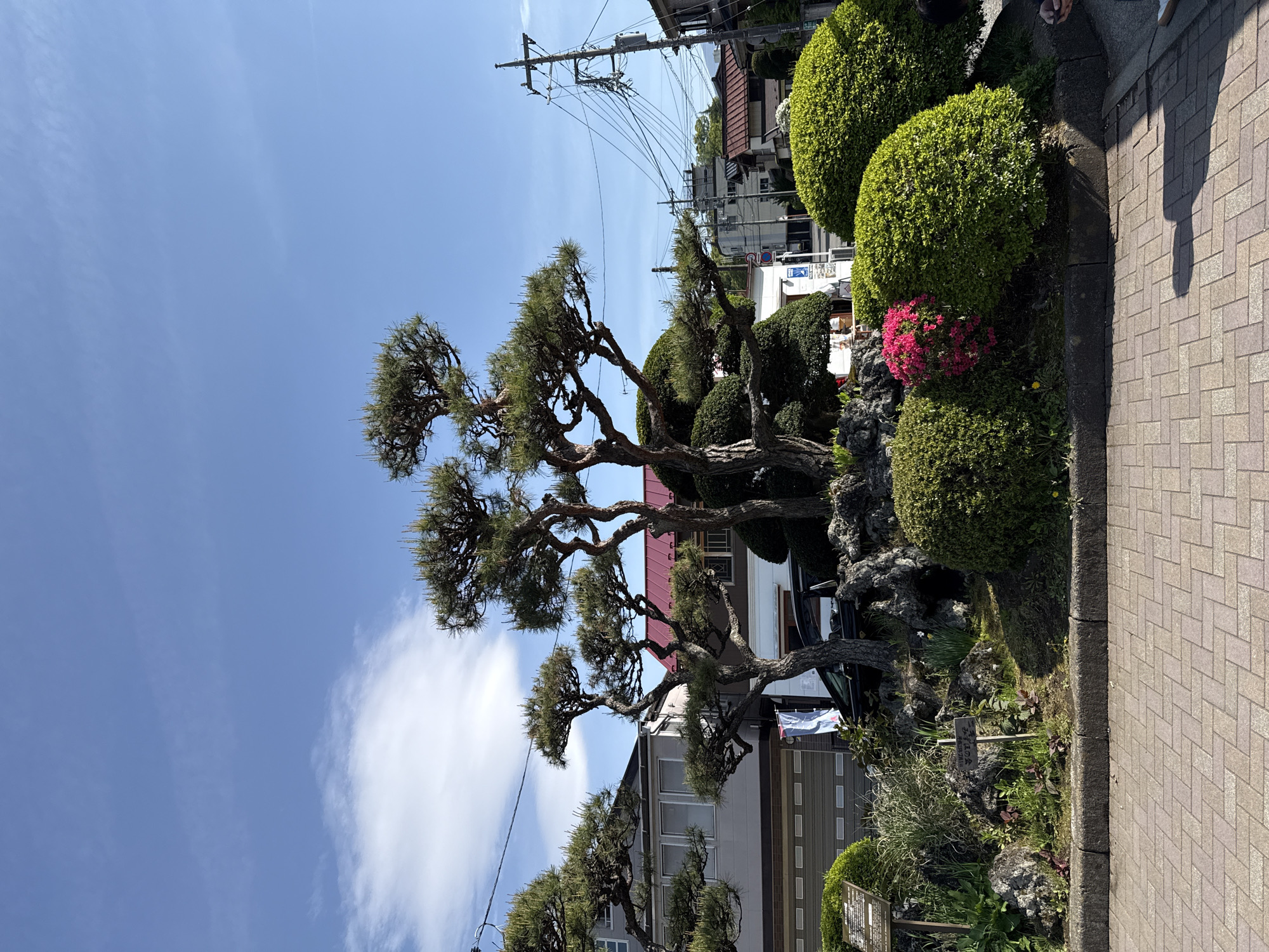 The image, oriented vertically, captures a vibrant street scene under a clear blue sky in Fujiyoshida, Japan. A prominent, large multi-trunked pine tree with intricately gnarled branches and dense green foliage dominates the left and central foreground. To its right, a meticulously maintained garden features several perfectly sculpted, spherical green bushes (topiaries), with a burst of bright pink flowers nestled among them.
A patterned paved sidewalk runs along the right side of the frame, where the distinct shadow of a person, likely the photographer, is visible. In the background, residential buildings with tiled roofs and utility poles crisscrossed with power lines suggest an urban or suburban setting. The bright sunlight casts clear shadows, indicating midday or early afternoon. A few wispy white clouds are scattered across the otherwise clear sky.
Near the base of the pine tree and topiaries, a small wooden sign is partially visible, bearing Japanese characters that appear to include "富士" (Fuji) and "名水" (Meisui, meaning famous water), hinting at the local geography known for Mount Fuji and its spring waters. The overall impression is one of well-kept natural beauty integrated into a residential landscape.