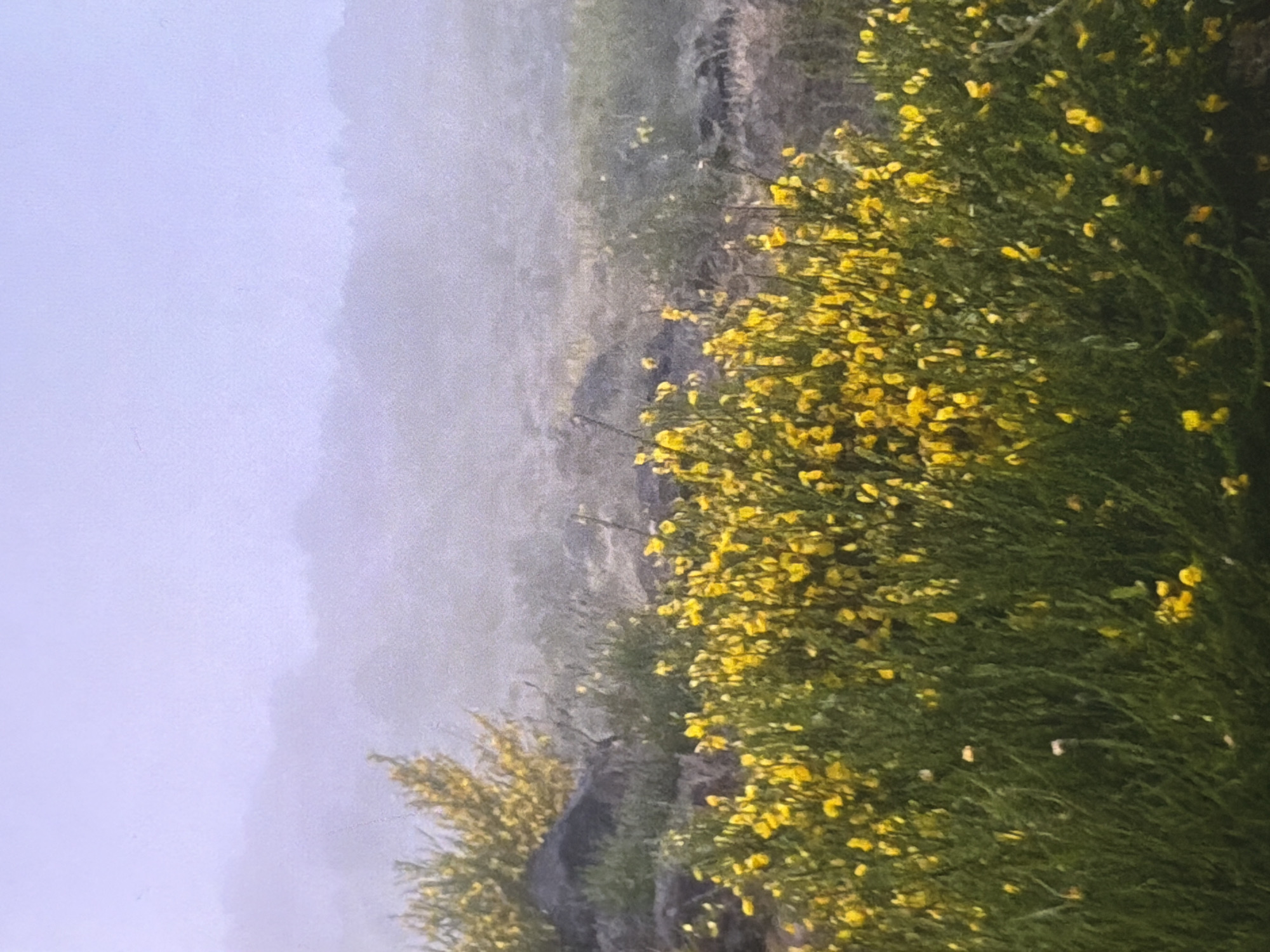 In a misty, mountainous landscape, dense green foliage is dotted with numerous small, bright yellow flowers. In the foreground, these yellow flowers bloom abundantly on bushes. In the middle ground, rocks are visible amidst more greenery and scattered yellow blossoms. The background is obscured by thick fog, with faint outlines of hills or mountains visible through the haze. The sky above is a pale, hazy blue. The overall scene conveys a sense of natural beauty in an atmospheric, possibly remote, location.