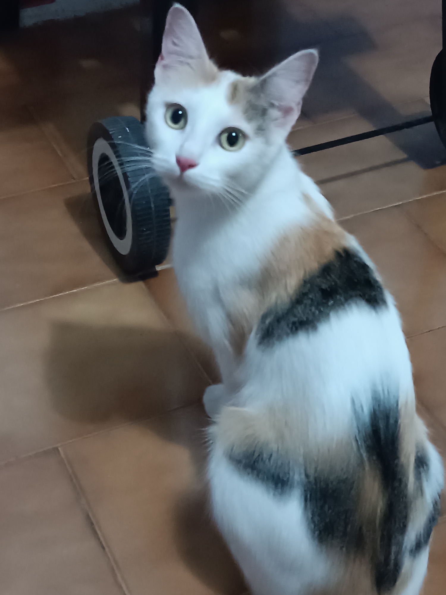 A calico cat with white, black, and orange patches is sitting on a tiled floor. The cat is looking towards the camera with green eyes. To the left of the cat is a black wheel with a white stripe, possibly from a piece of furniture or equipment. The background is blurry but appears to be an indoor setting with wooden flooring and a dark shadow cast on the wall behind the cat. The image was taken in Viadana, Italy.