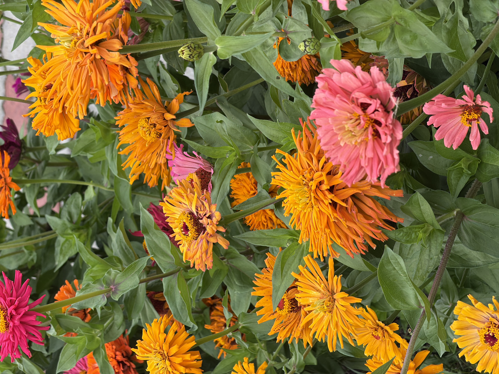 The image captures a close-up view of a vibrant garden filled with numerous zinnias in full bloom. The flowers are predominantly in shades of bright pink, orange, and yellow, with some hints of darker pink and red petals visible. Their petals are densely packed and radiate outwards from the center, creating a textured and full appearance. The green foliage of the zinnia plants forms a lush backdrop, with broad leaves and stems intermingling with the flowers. Several unopened flower buds, small and green, are also interspersed among the blossoms. The lighting suggests it is daytime, with the sun illuminating the colorful flowers. The background appears to be a soft blur, likely indicating a shallow depth of field, with faint hints of a brick structure in the upper right corner. There are no people or animals visible in the image. The scene is solely focused on the natural beauty of the flowering plants. The location is specified as Tenishevo, Russia, though this detail is not visually discernible from the image itself.