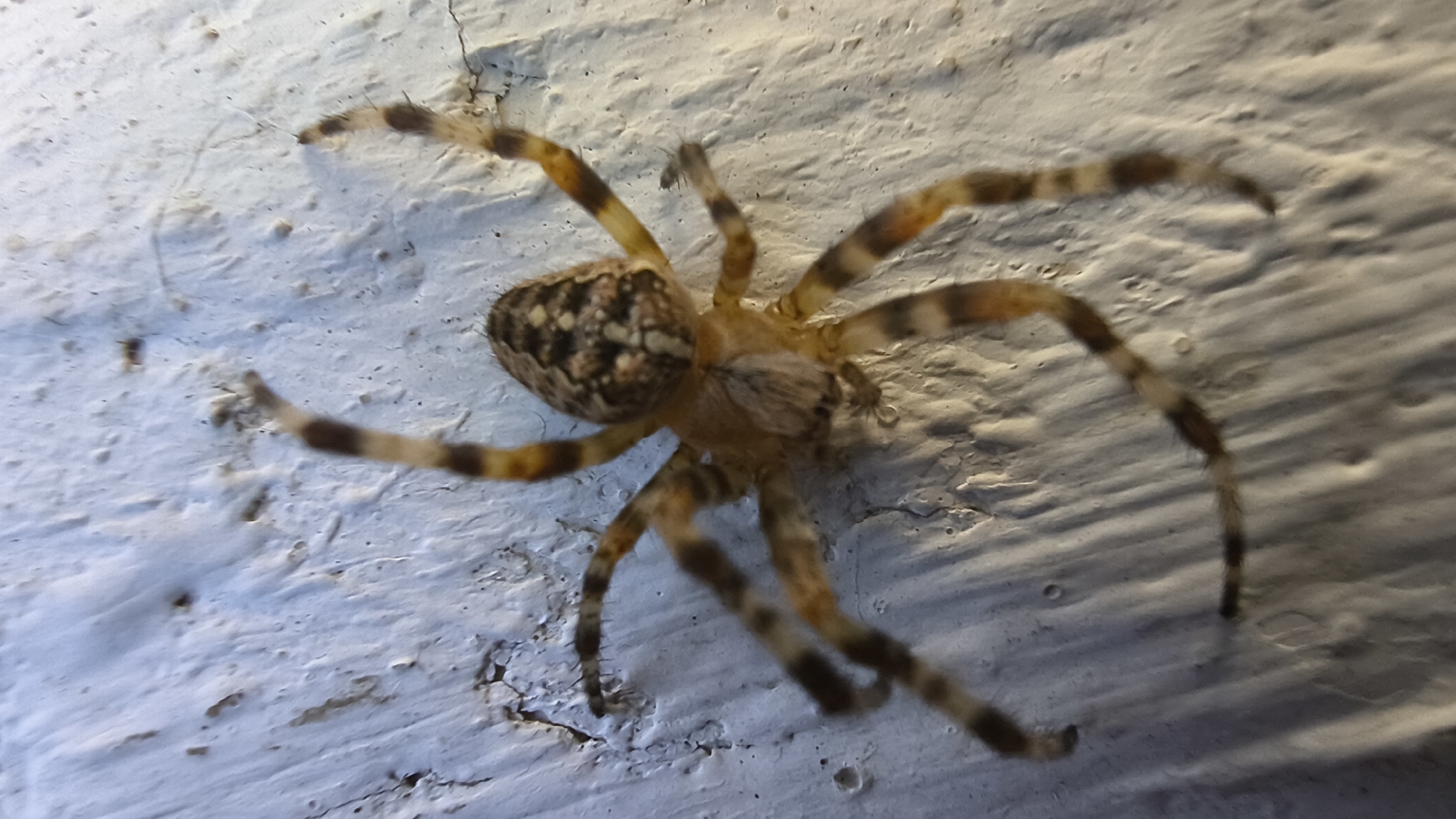 A top-down, close-up shot captures a spider on a textured, off-white surface. The spider, with its body slightly blurred, is positioned centrally in the frame. It has eight legs, each banded with alternating dark brown and lighter brown or yellow stripes. The spider's cephalothorax is lighter brown, and its abdomen is a mottled brown and cream pattern. The surface it rests on appears to be a wall, with visible imperfections and an uneven texture. No people are present in the image. The location is identified as Mikhaylovka, Russia.