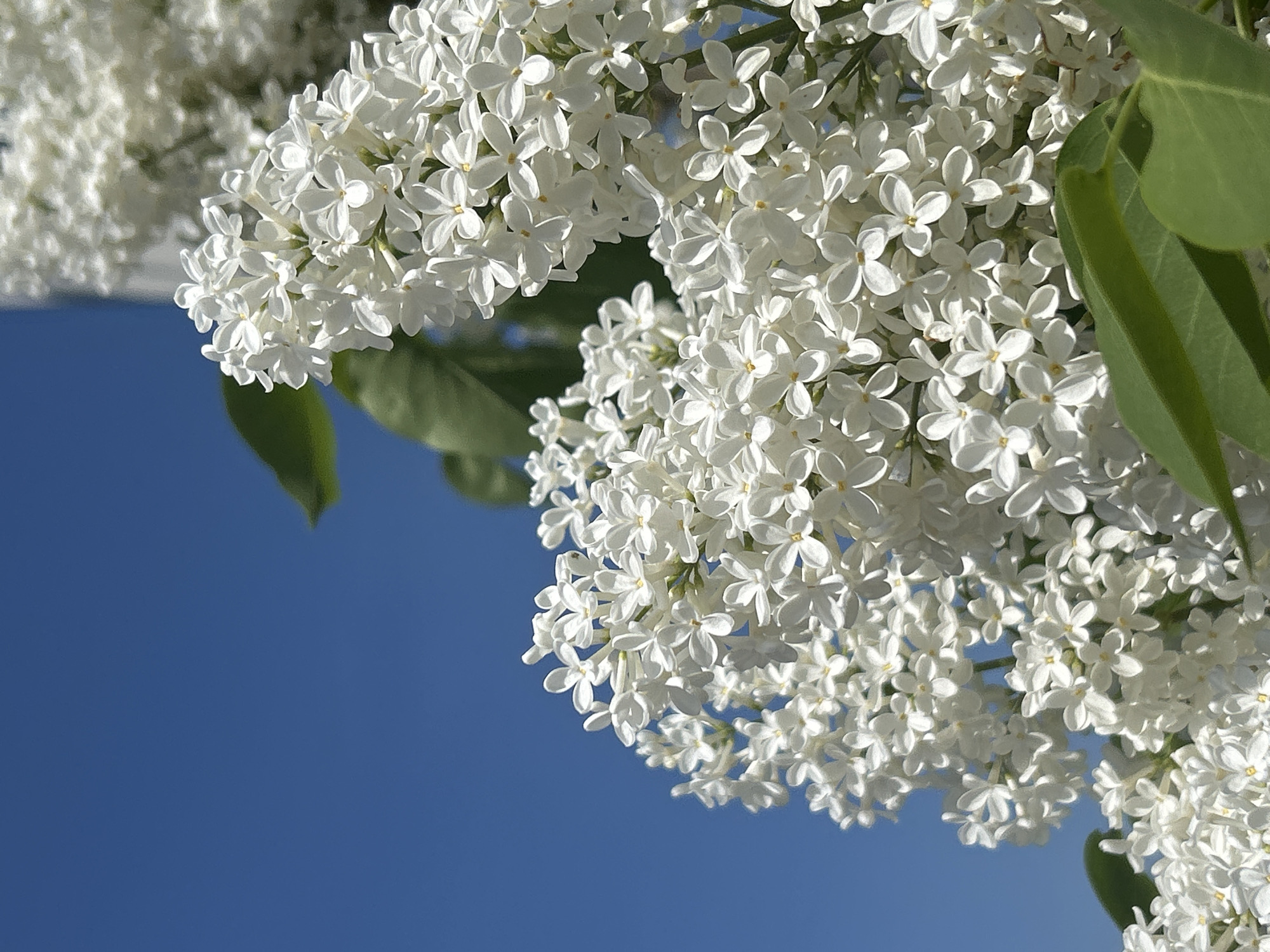 The image depicts a close-up of white lilac blossoms against a clear blue sky. The blossoms are densely packed, forming a large cluster on the right side of the image. A few green leaves are visible among the flowers. The location in the city of Chaikovsky, Russia is inferred but not explicitly seen in the image. The scene is outdoors in daylight.