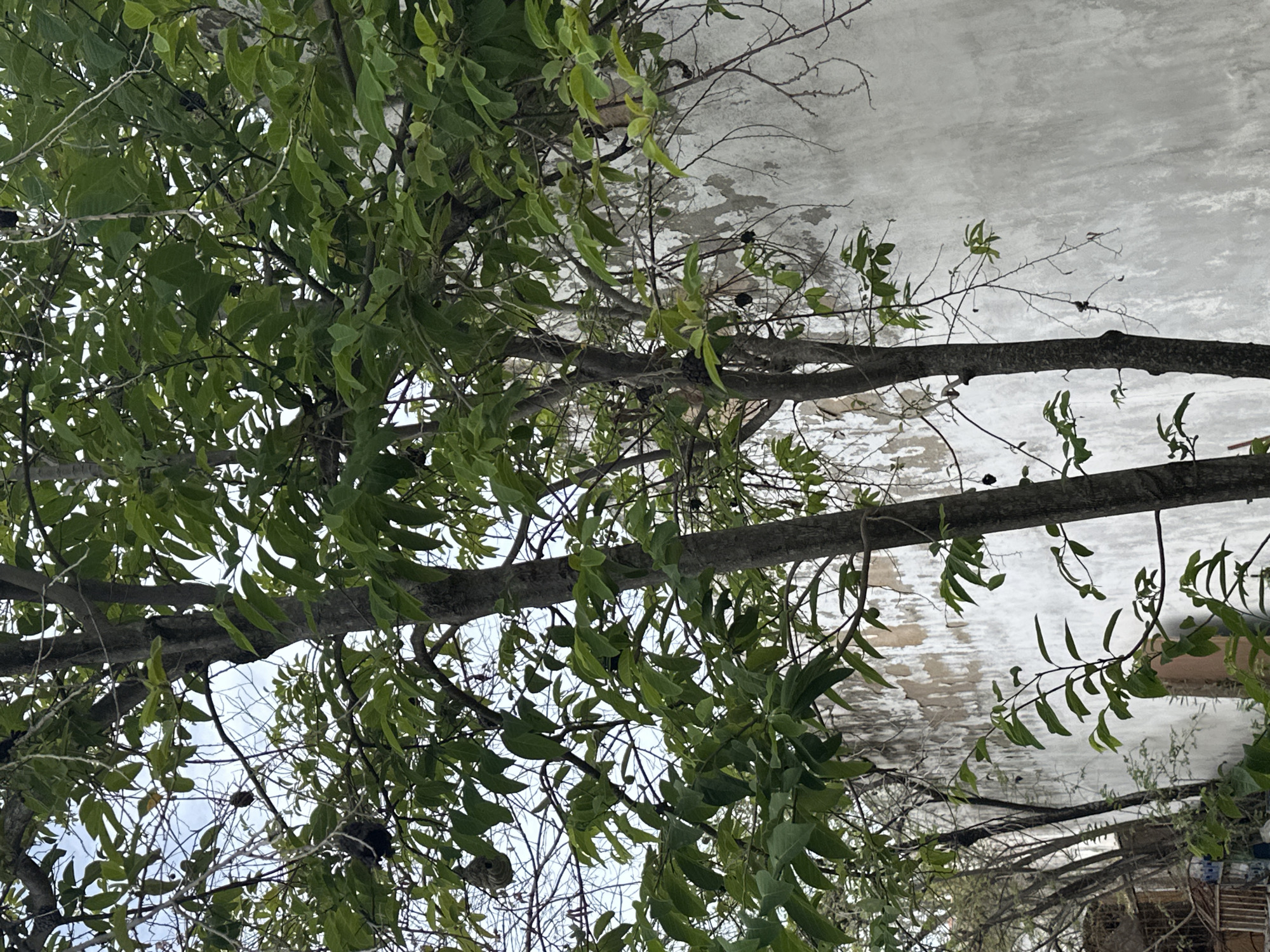 The image captures a dense cluster of trees set against a weathered wall in Juan Griego, Venezuela. Multiple trees with dark brown trunks and extensive green foliage dominate the foreground and midground. The leaves are ovate and densely packed, creating a vibrant green canopy. Numerous small, dark, spherical objects, consistent with fruits or seed pods, are visible hanging from various branches throughout the trees. In the upper left portion of the image, a grey, papery, ellipsoid structure, identified as a wasp or hornet's nest, is suspended from a thin, bare branch. The background features a tall, textured wall, primarily light gray with significant areas of peeling paint or plaster, revealing darker, irregular patches of the underlying surface. This indicates considerable age and environmental exposure. A small segment of pale blue sky is visible through the upper tree branches. No human presence or activity is depicted.