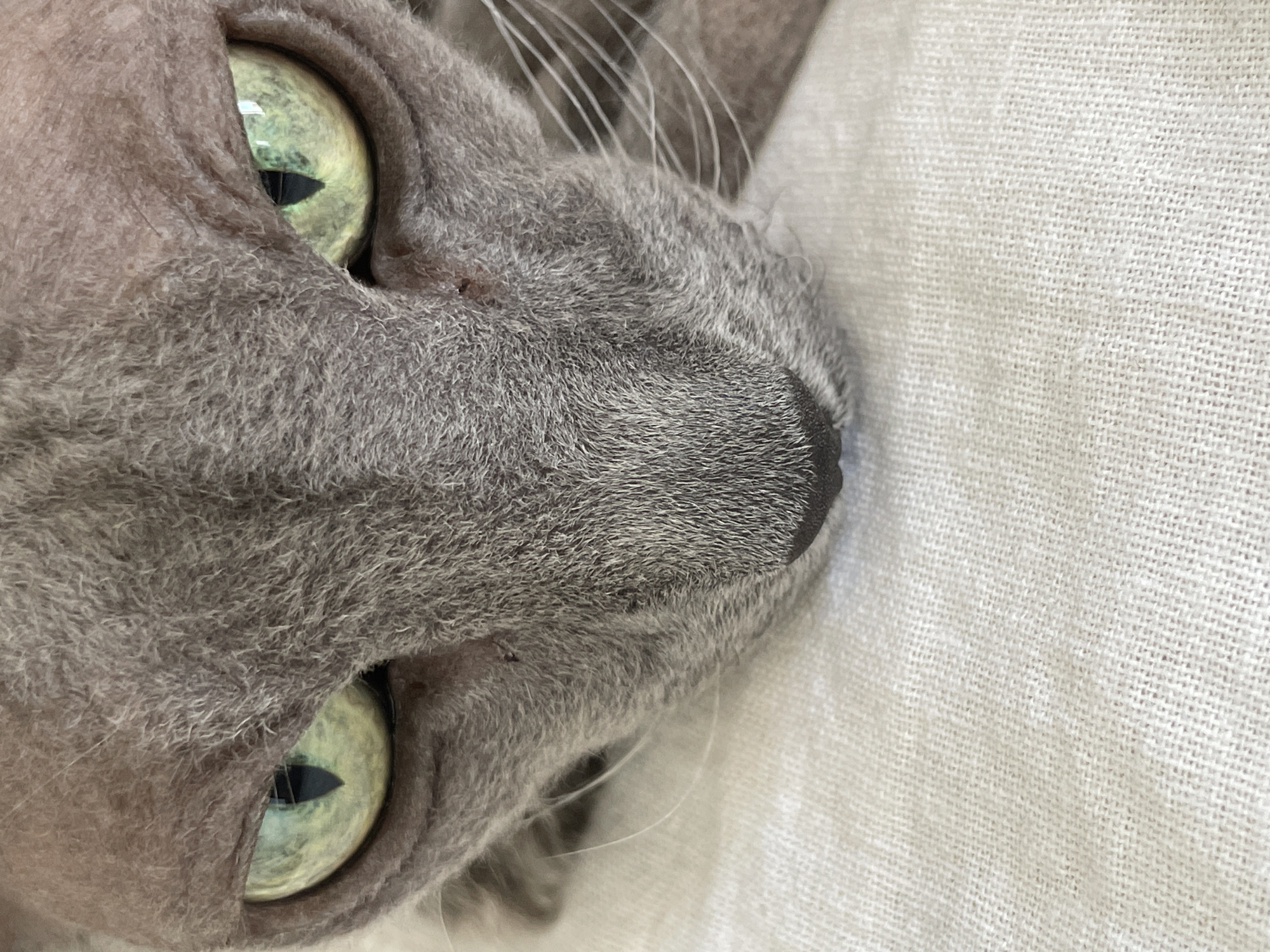 The image is a close-up, low-angle shot of a Sphynx cat's face. The cat has pale gray skin with a fine, downy fuzz, and its prominent green eyes are wide open, looking directly at the camera. The cat's head is resting on a light-colored, textured fabric, possibly a blanket or a tablecloth. The background is out of focus, with the texture of the fabric occupying the lower portion of the frame. There are no humans or other animals visible in the image. The lighting appears to be natural, coming from above and slightly to the left, highlighting the texture of the cat's skin and the sheen of its eyes. There are no identifiable landmarks or elements that would suggest a specific location in Trikomo, Northern Cyprus / Cyprus.