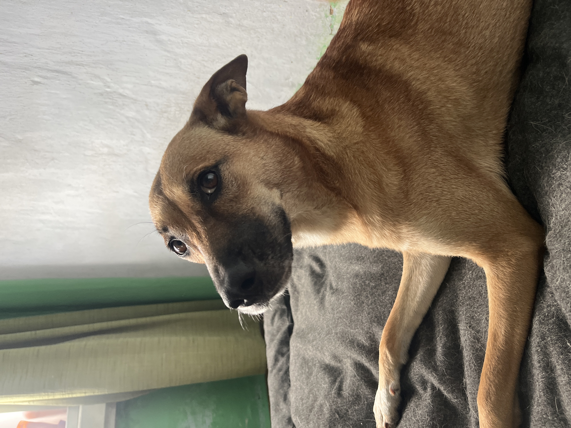 A medium shot of a light brown dog with dark brown eyes is shown from the side, lying on a dark gray textured surface. The dog's head is turned to the left, looking upwards and slightly away from the camera. Its ears are perked up. To the left of the dog, there are green and light green curtains hanging next to a window. The background wall is white and textured. The lighting appears to be natural, coming from the left. The image was taken in Nizhny Tagil, Russia.