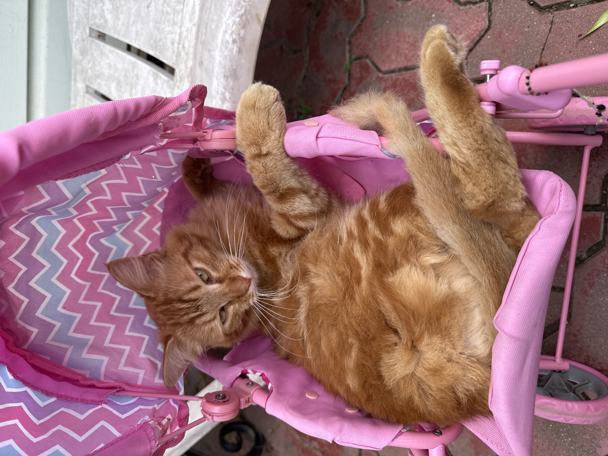 An orange tabby cat is resting in a pink doll stroller. The stroller has a pink and purple chevron pattern on the canopy. The cat is lying on its back with its legs spread. The stroller is on a brick patio. In the background, there is a white wooden bench and a light blue building. The scene appears to be outdoors.