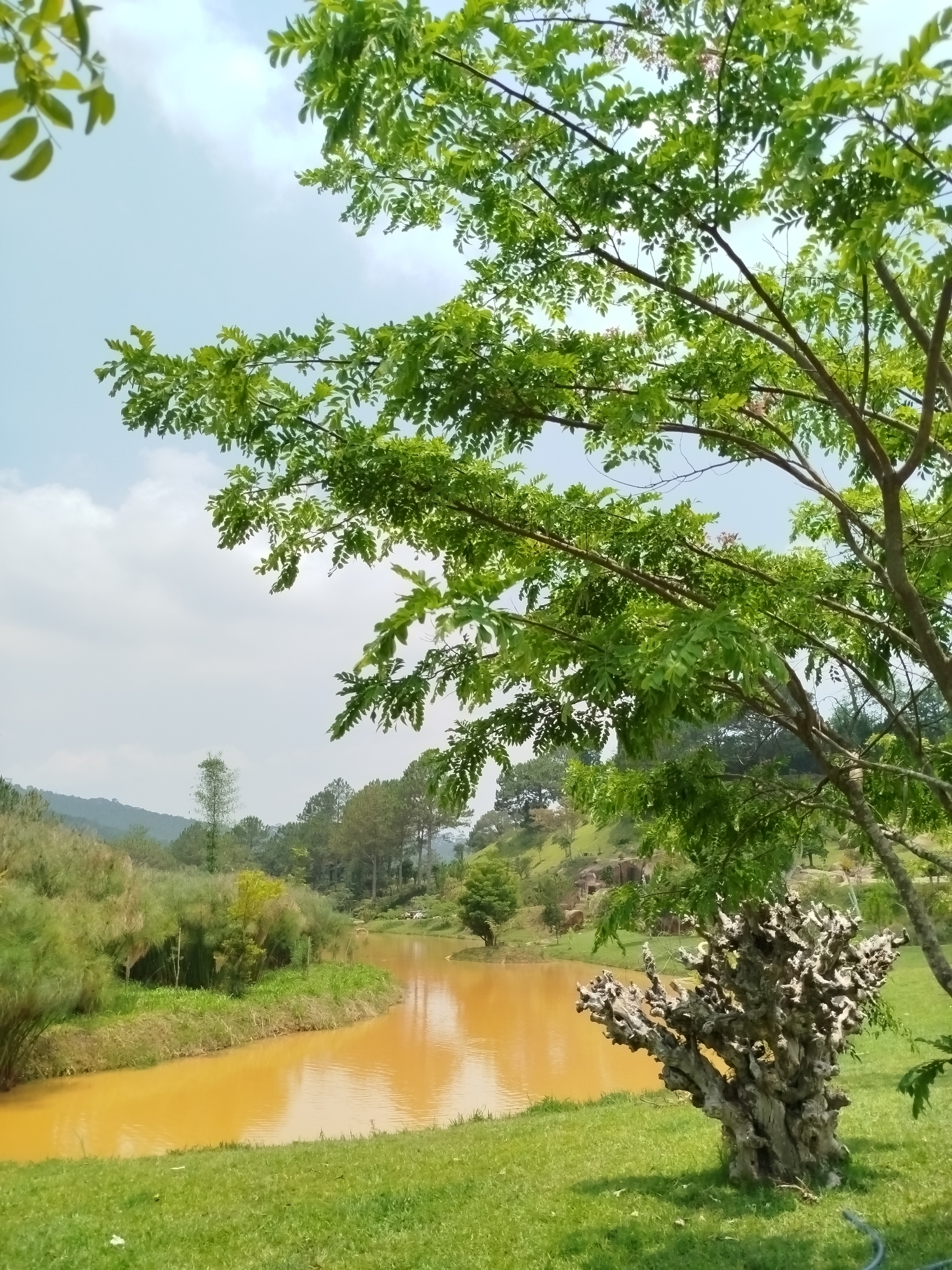 The image depicts a landscape in Păng Tiêng 1, Vietnam. The foreground features lush green grass and a weathered, gnarled tree trunk. Behind the tree trunk flows a river with yellow water. The background includes various trees, some clustered together, and gently rolling hills. The sky is visible through the tree branches, with scattered clouds.