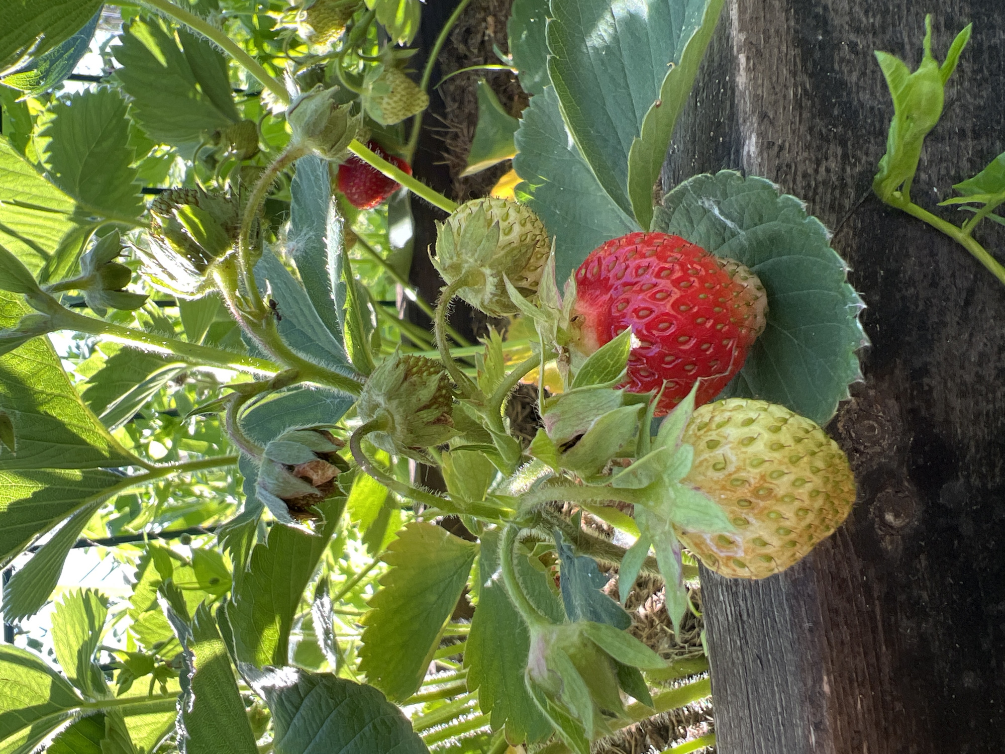This is a close-up, eye-level, outdoor shot of ripe and unripe strawberries growing on the plant. The foreground features a mature red strawberry resting on a green leaf, with an unripe green-yellow strawberry to its left. Both berries are in focus, with the green-yellow berry showing prominent seeds. The background is filled with lush green strawberry leaves and stems, some partially obscuring the view. A weathered wooden planter box is visible in the lower portion of the image, along with some dirt and possibly mulch. The lighting suggests it is daytime, with sunlight filtering through the leaves, creating highlights and shadows. There are no people or animals present in the scene. The image appears to have been taken in a garden or a patch of cultivated land, likely in Mochische, Russia, given the context provided.