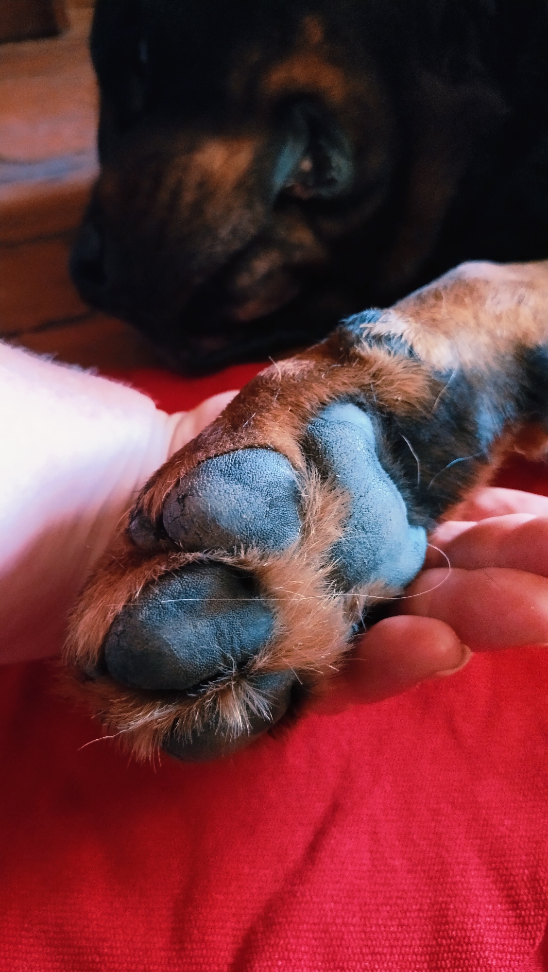 The image shows a close-up of a dog's paw resting on a human hand. The dog's paw is dark brown and tan, with visible paw pads. The hand is pale-skinned and appears to be a human hand. The background is a red textured surface, possibly a blanket or upholstery. A portion of the dog's head is visible in the upper left corner of the image, appearing to be dark brown and black, with its eyes closed as if resting. The scene is indoors. There is no information provided in the image or its context that links it to the city of Horishni Plavni, Ukraine.