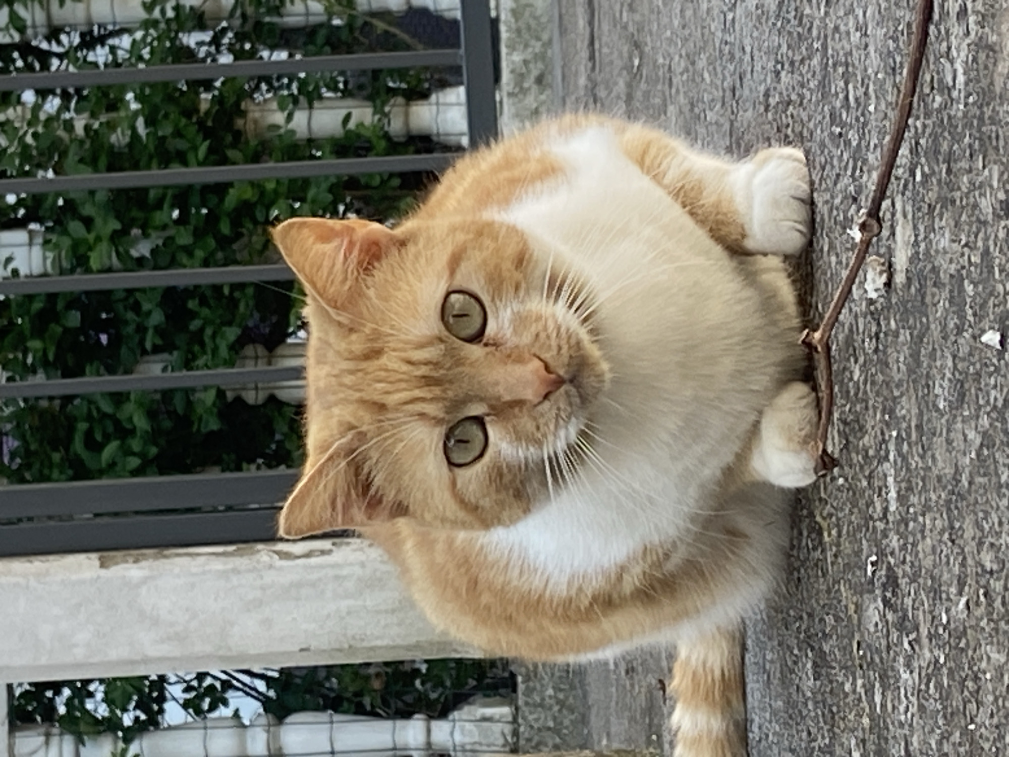 A medium-shot photograph shows a tan and white cat on a textured gray surface, likely concrete or stone. The cat, positioned in the foreground, has green eyes and is looking upwards towards the camera. Behind the cat, a gray metal fence is partially visible, with green foliage extending behind it. A thin, brown twig or branch lies on the textured gray surface next to the cat's paw. The photograph has a slightly tilted perspective. The photo was taken in the city of Budva, Montenegro.