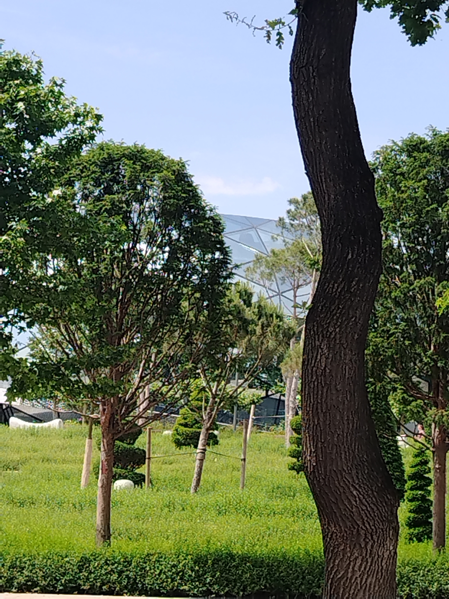 The image depicts a section of a park with lush green grass and various trees. In the foreground, a large tree with a textured, dark brown trunk dominates the right side of the frame, curving slightly to the left. To the left of this large tree, several smaller trees with green foliage are visible, some of which are pruned into decorative shapes. In the background, a modern building with a distinctive glass, geodesic dome-like roof is partially visible through the trees. The sky above is clear and blue. The scene suggests an outdoor recreational area, possibly within a botanical garden or a well-maintained urban park. Based on the architectural style of the building and the surrounding vegetation, this location could be the Krasnodar Exhibition and Congress Hall "ExpoGrad Yug" in Krasnodar, Russia. There are no people clearly visible in the image. The lighting indicates it is daytime.