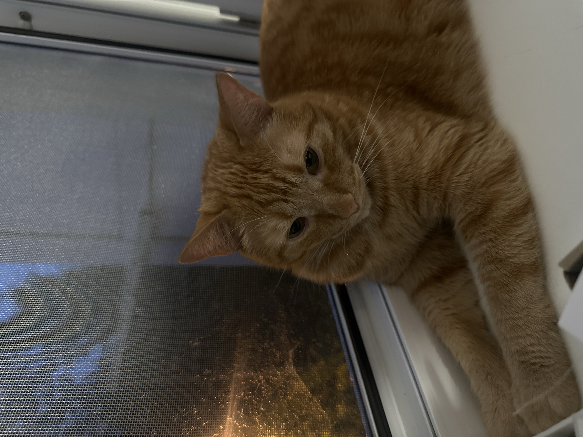 A ginger tabby cat is lying on a windowsill, looking downwards. The cat's fur is orange with darker stripes. Through the window, there is a screen with blurred lights visible behind it, suggesting an urban environment at night or in low light conditions. The windowsill is white.